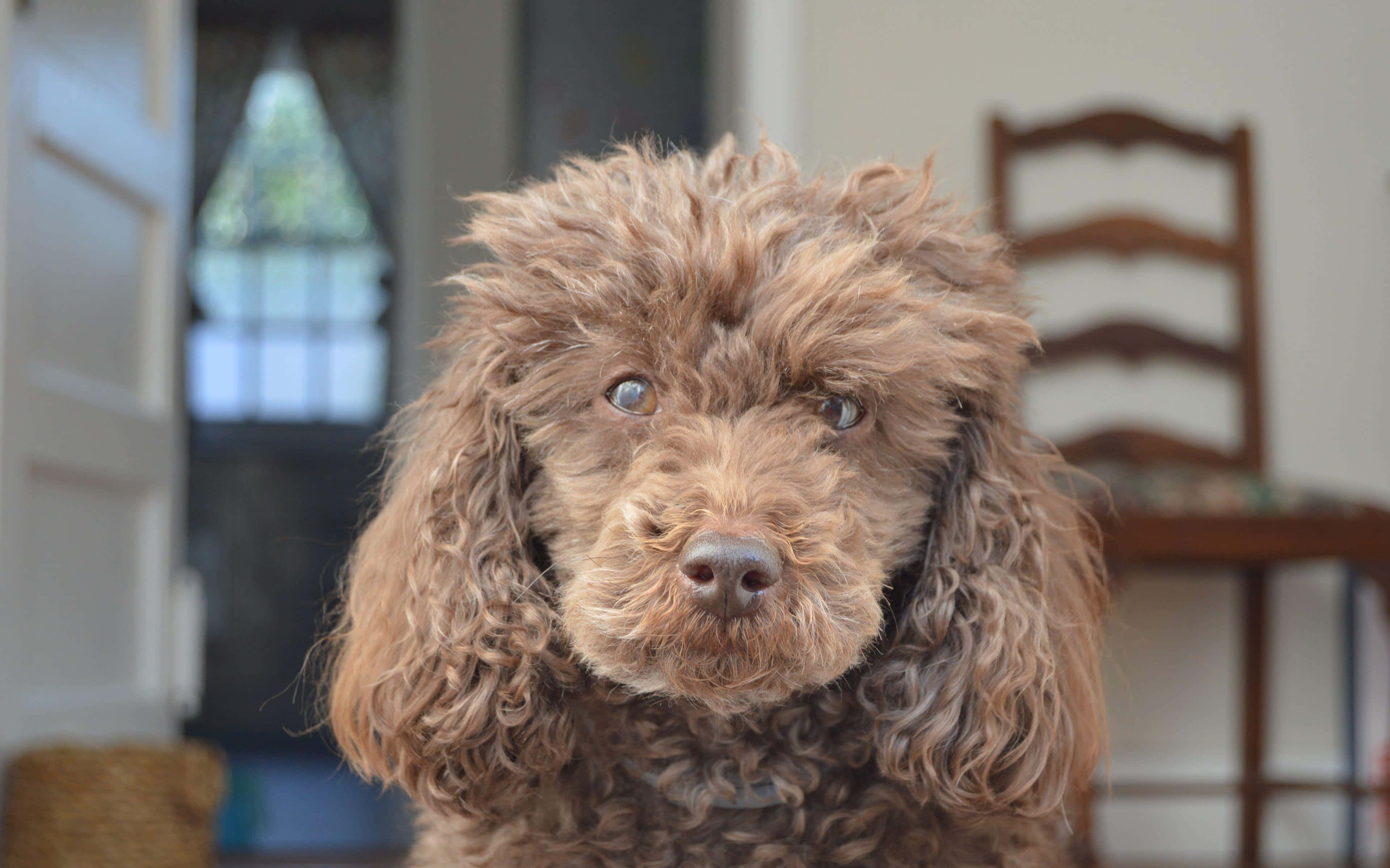 Goldendoodle 桌布 壁紙 — 室內一隻毛茸茸的棕色貴賓犬近距離特寫，眼神充滿靈魂，直視鏡頭。