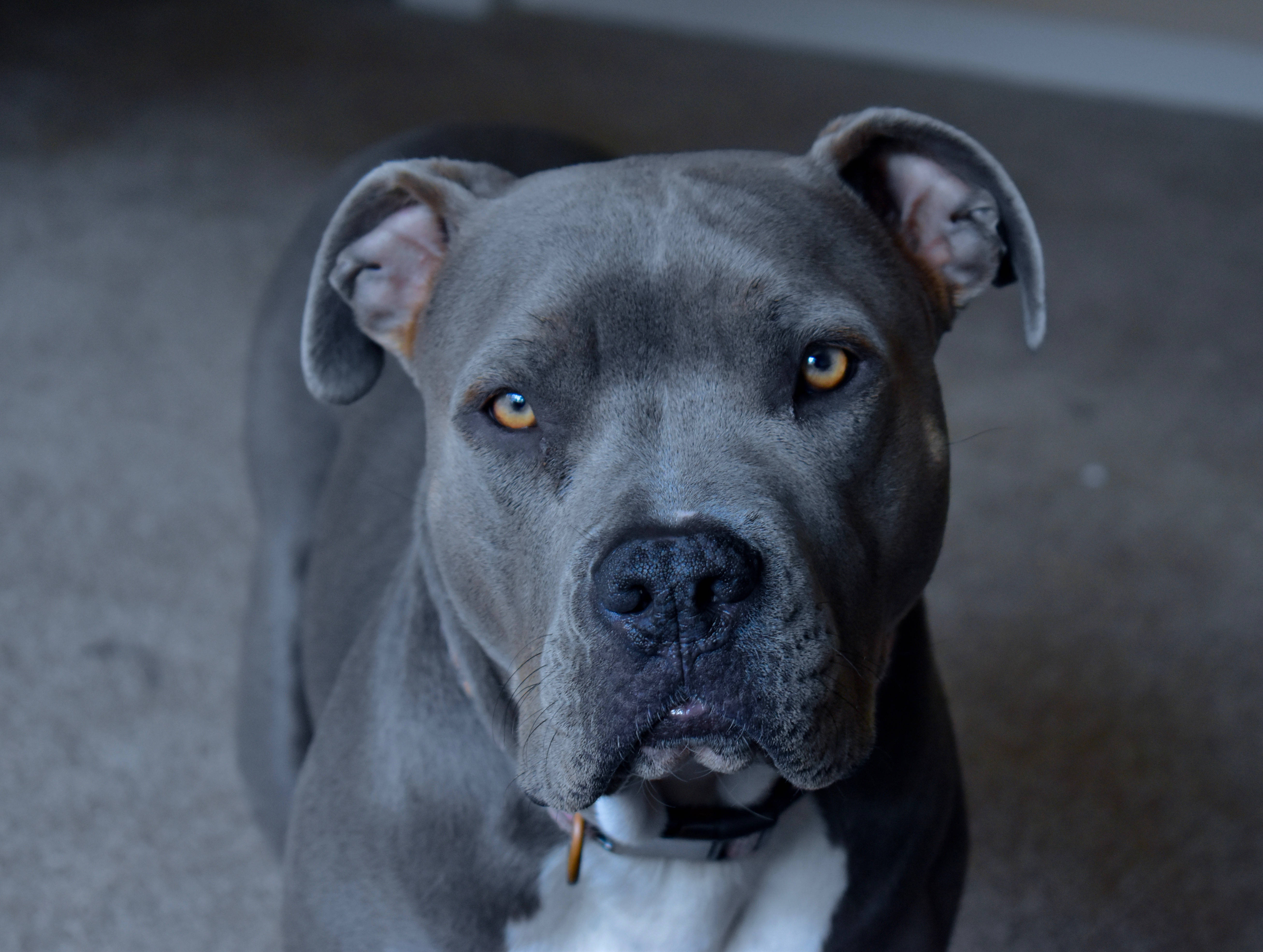 Pitbull 桌布 壁紙 — 室內一隻灰色比特犬的近距離特寫，牠有著琥珀色的眼睛，直視鏡頭。