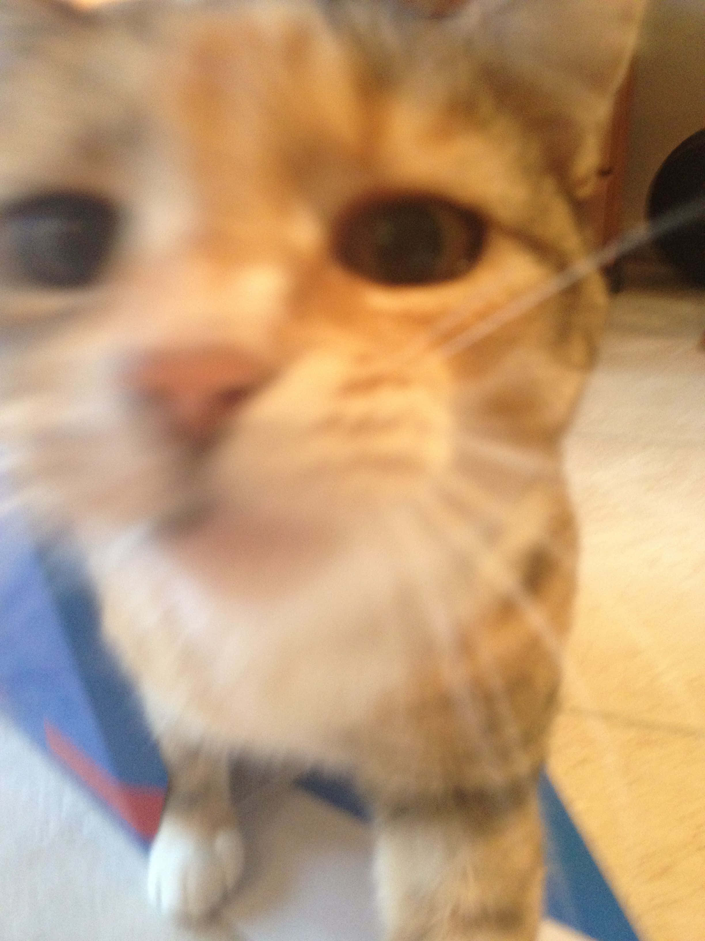 Crazy Cat 桌布 壁紙 — 室內一隻虎斑貓的模糊特寫，牠睜大眼睛直視鏡頭。