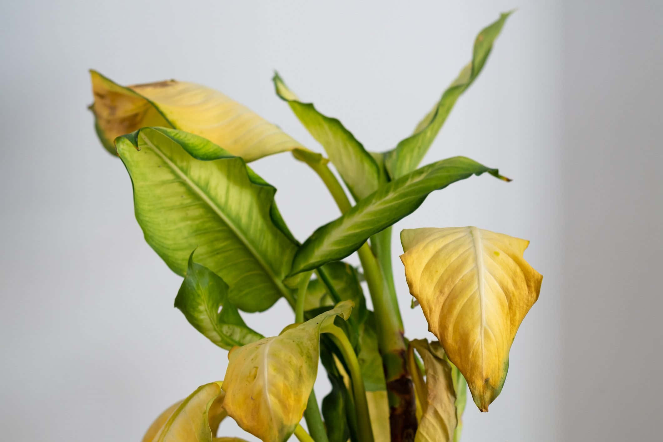 Green Plant 桌布 壁紙 — 室內植物的大葉特寫，葉緣變黃、葉尖變褐，背景為純白色。
