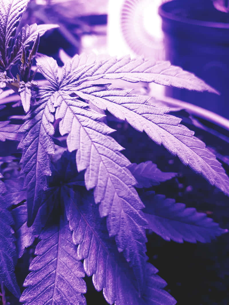 Violet Aesthetic 桌布 壁紙 — 室內種植設置中，紫色生長燈下閃爍的大麻葉特寫。