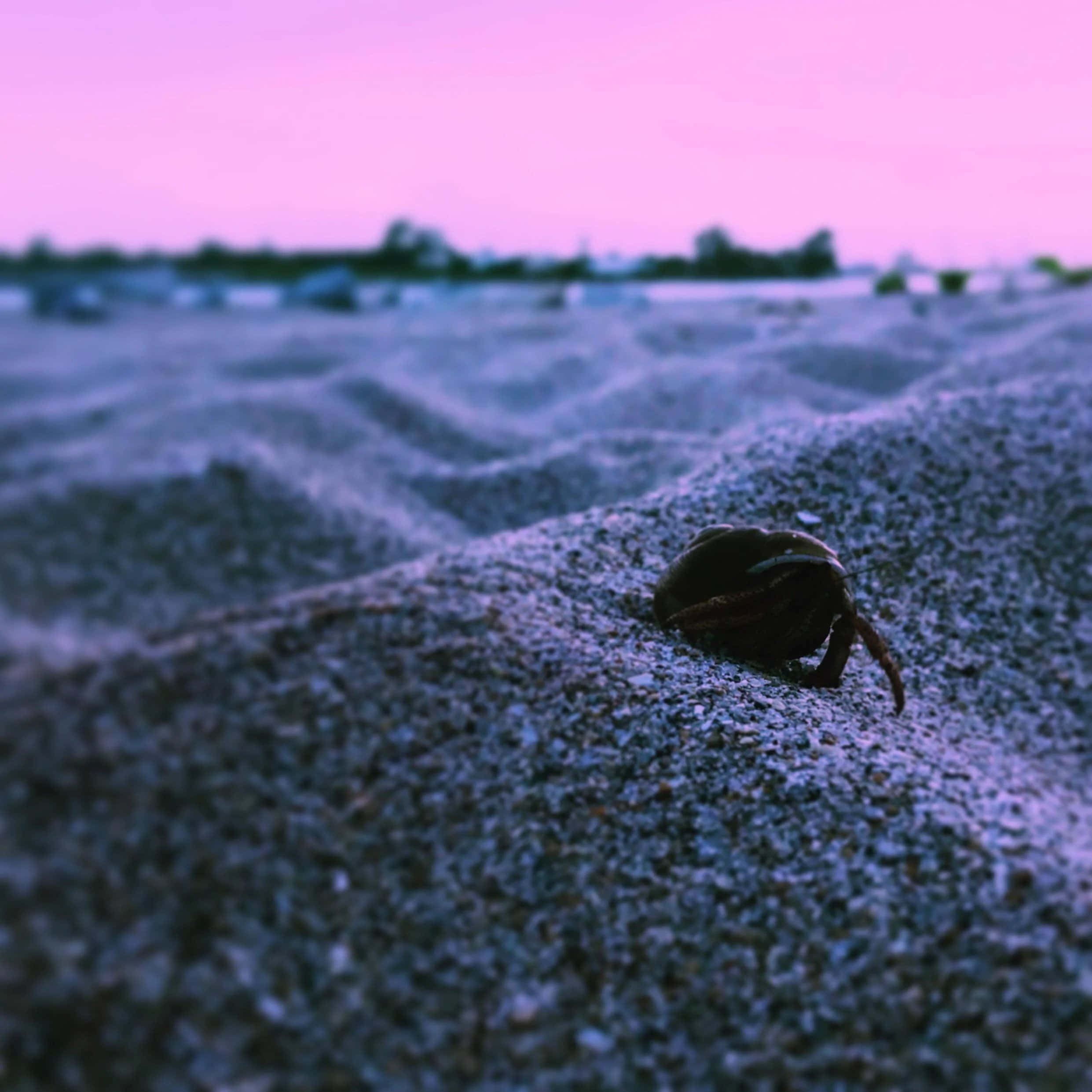 sand 桌布 壁紙 — 寄居蟹從沙丘中出現，背景是夢幻的粉紅與紫色暮色天空。