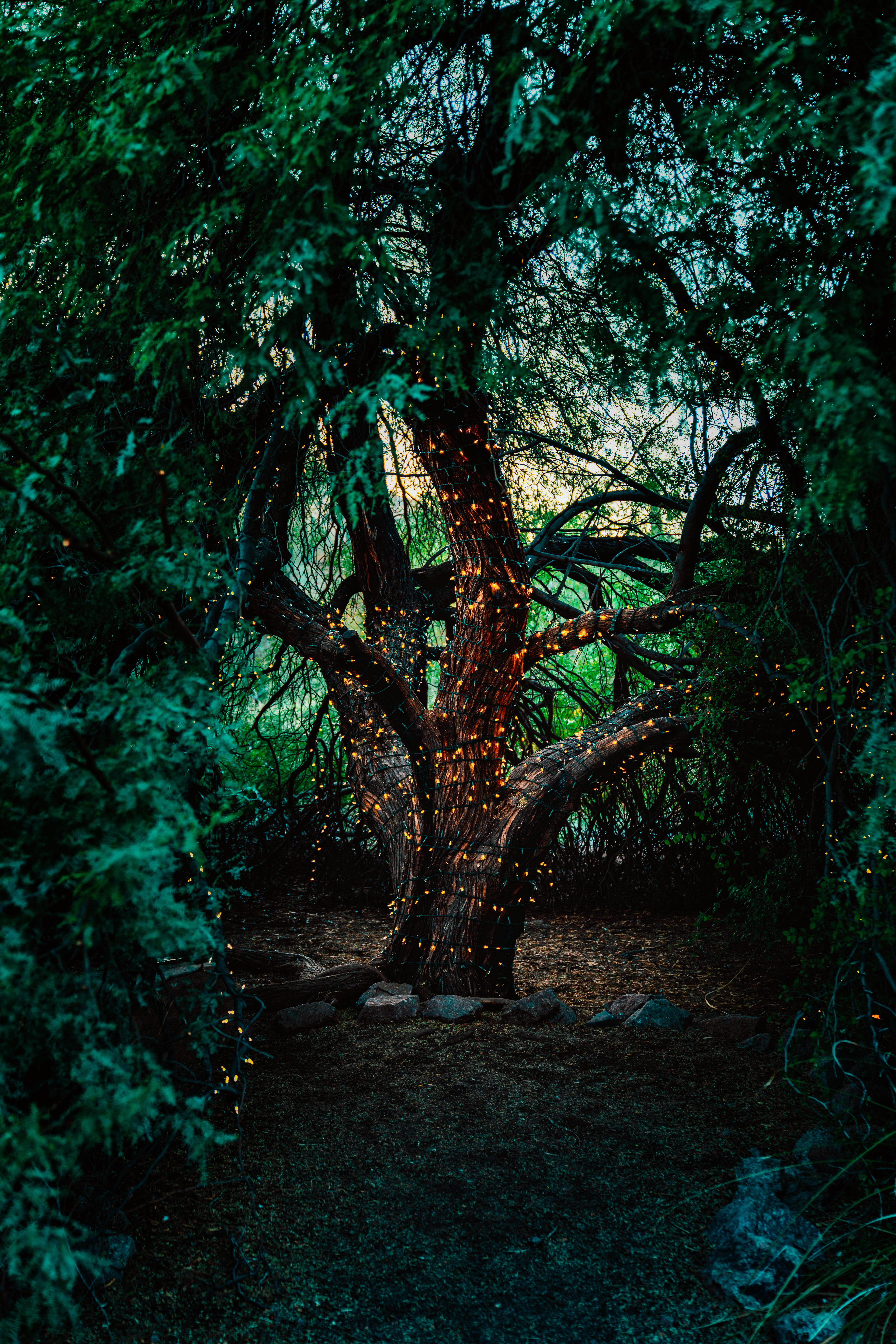 Mystical Forest 桌布 壁紙 — 密林中的一棵多節樹，被串燈溫暖地照亮，營造出神秘而寧靜的氛圍。