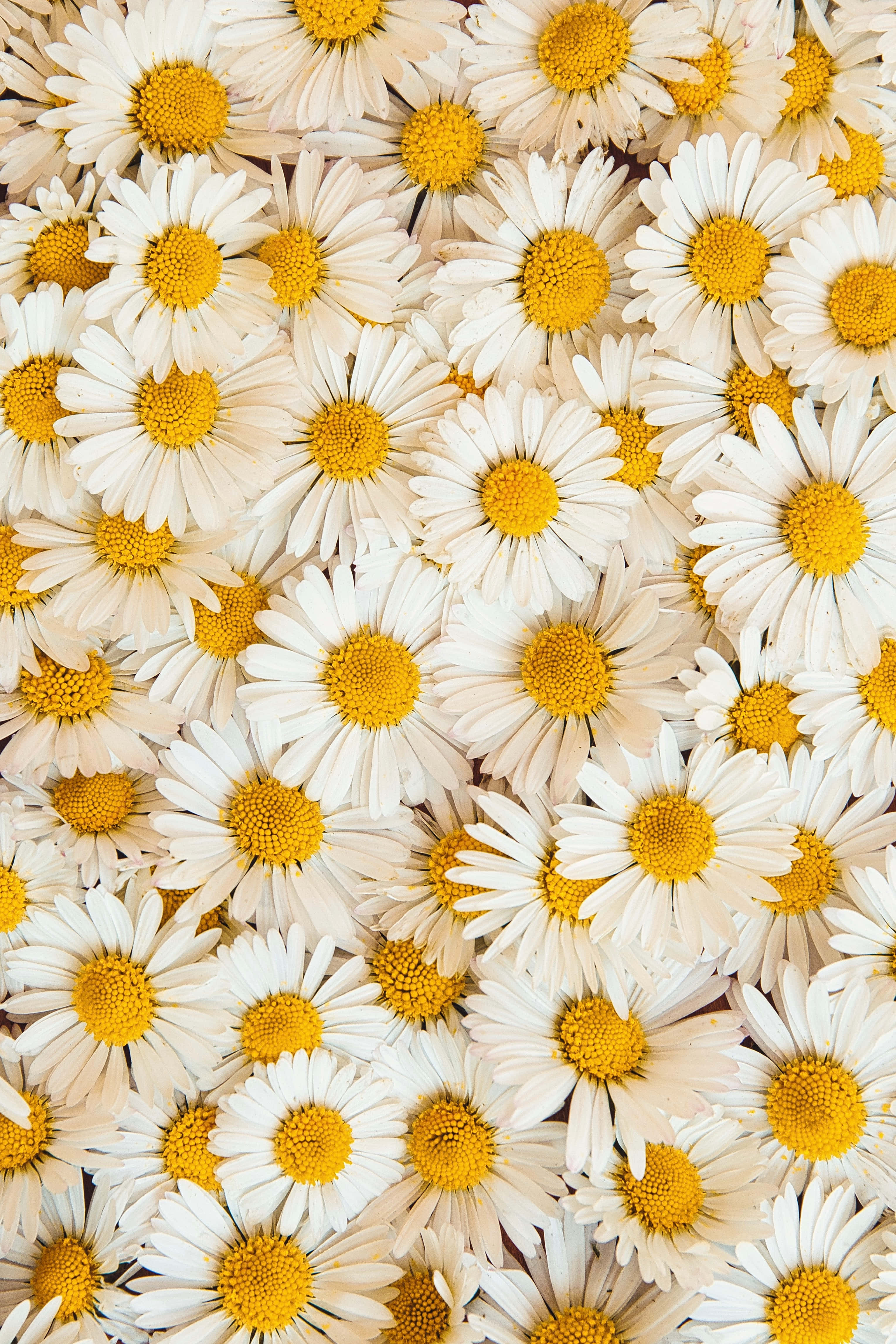 Flowers 桌布 壁紙 — 密集俯視圖，新鮮白色雛菊帶有鮮黃色花心，形成柔和的花卉圖案。