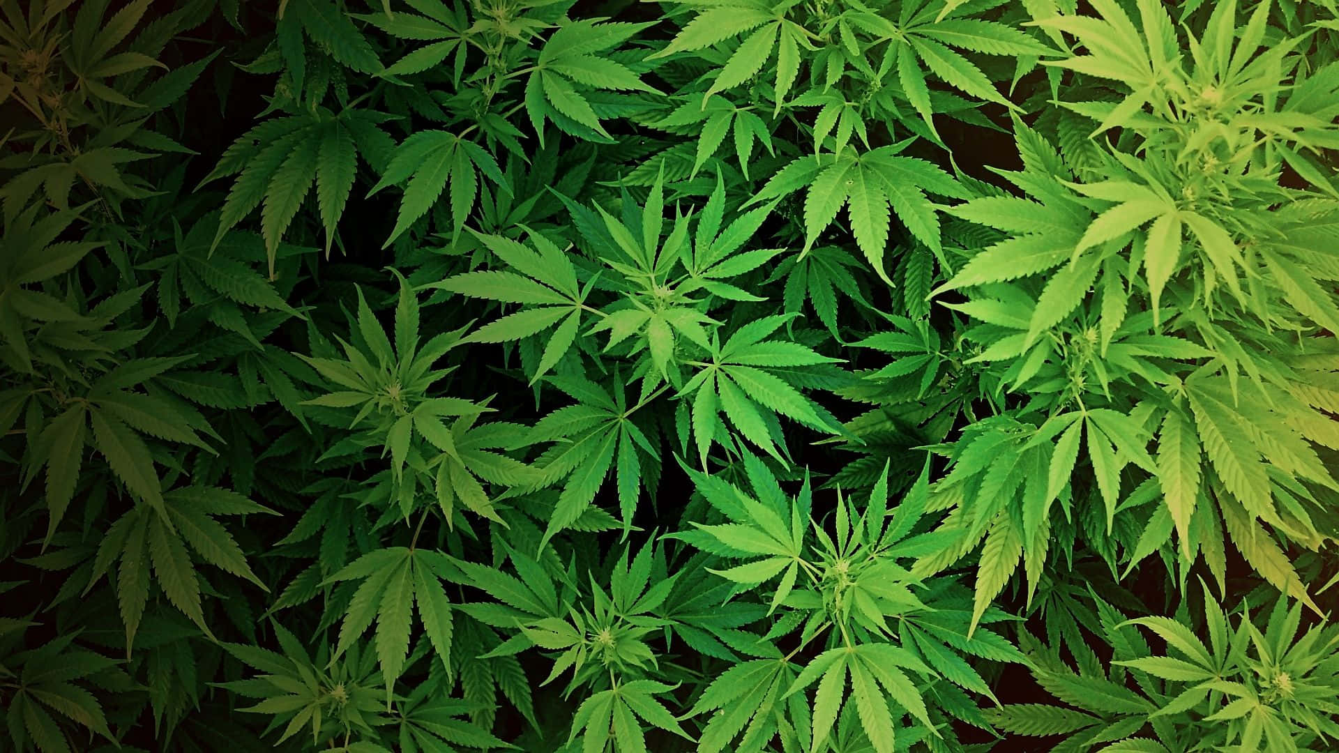 Weed Leaf 桌布 壁紙 — 密集俯視圖，顯示鮮綠色大麻葉，邊緣呈鋸齒狀，背景為深色。
