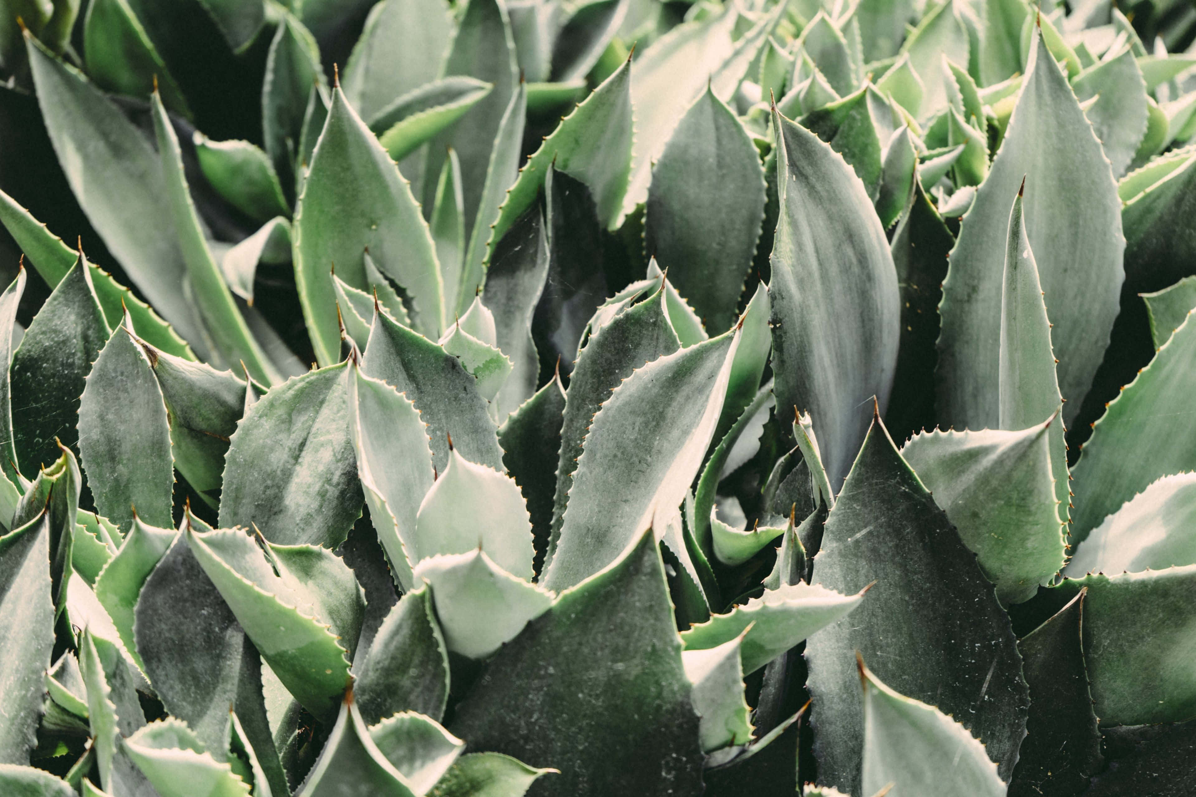 succulent 桌布 壁紙 — 密集多刺的龍舌蘭葉片特寫，邊緣呈鋸齒狀，在柔和自然光下呈現柔和綠色調。