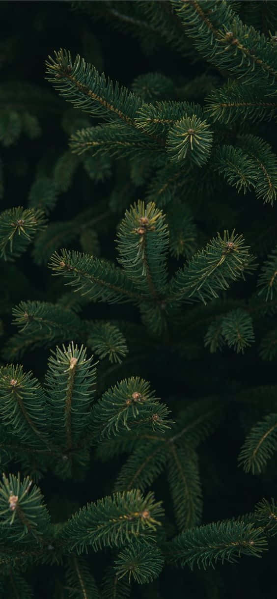 Dark Green Christmas 桌布 壁紙 — 密集深綠色松針的特寫，柔和陰影營造出豐富紋理的森林感覺。