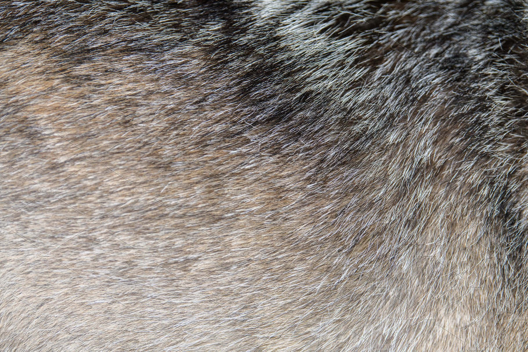 Animal Fur 桌布 壁紙 — 密集灰褐色毛髮的特寫，帶有白色尖端，形成柔軟的紋理圖案。