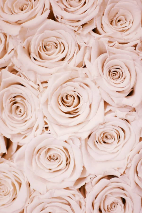 Roses 桌布 壁紙 — 密集特寫柔和的腮紅粉紅玫瑰，細膩層疊的花瓣營造出浪漫的花卉質感。