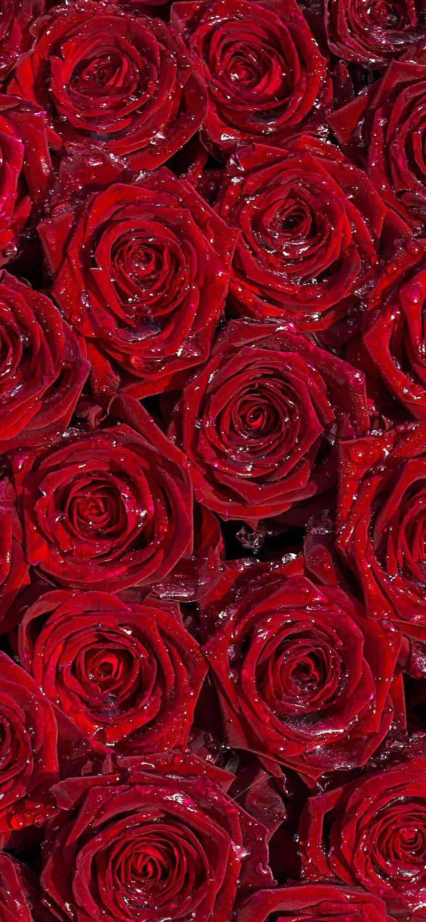 Burgundy Flower 桌布 壁紙 — 密集特寫鏡頭，呈現鮮紅玫瑰在柔和光線下閃爍著露珠。
