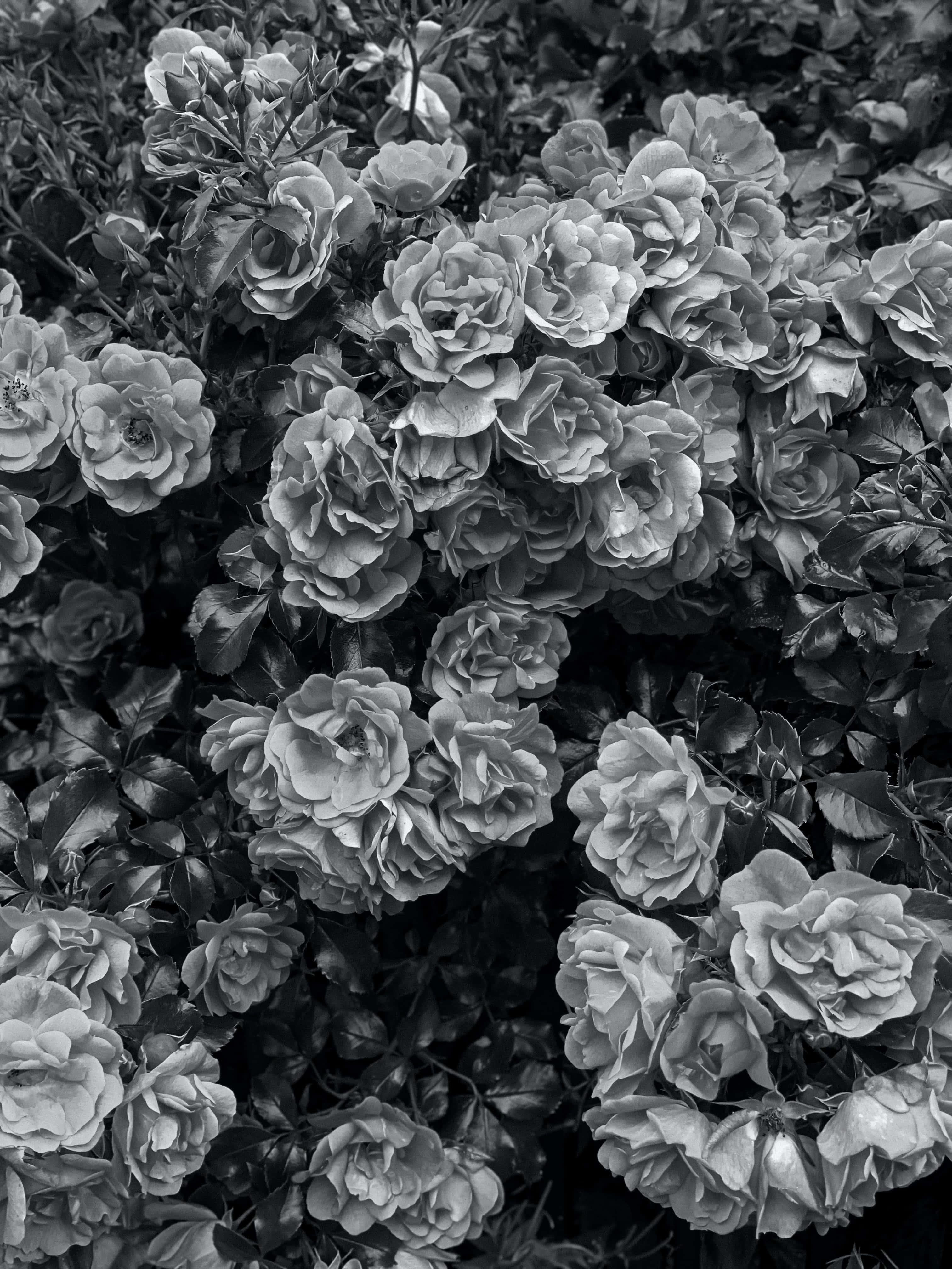 Aesthetic Black And White 桌布 壁紙 — 密集玫瑰花朵與葉子的單色特寫，帶有柔和陰影和細緻花瓣。