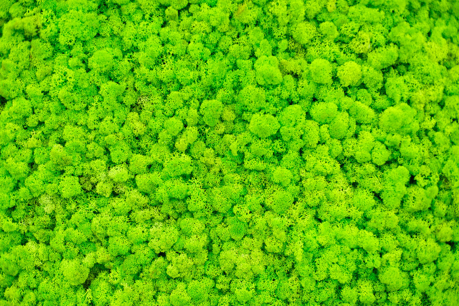 Green Moss 桌布 壁紙 — 密集的亮綠色苔蘚形成有紋理的天然地毯的航拍視圖。