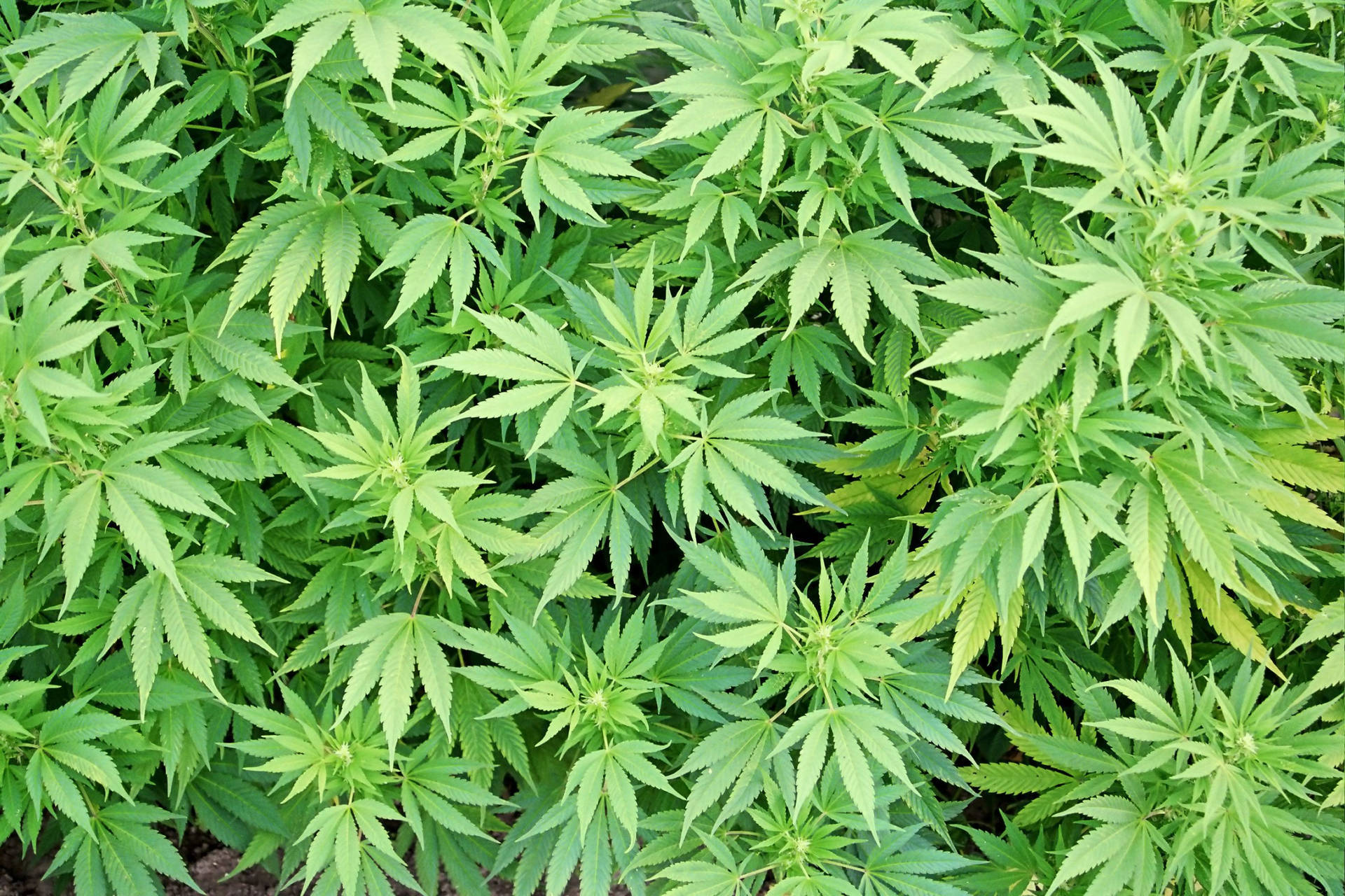 weeds 桌布 壁紙 — 密集的俯視圖，充滿活力的綠色大麻植物，鋸齒狀葉片填滿畫面。