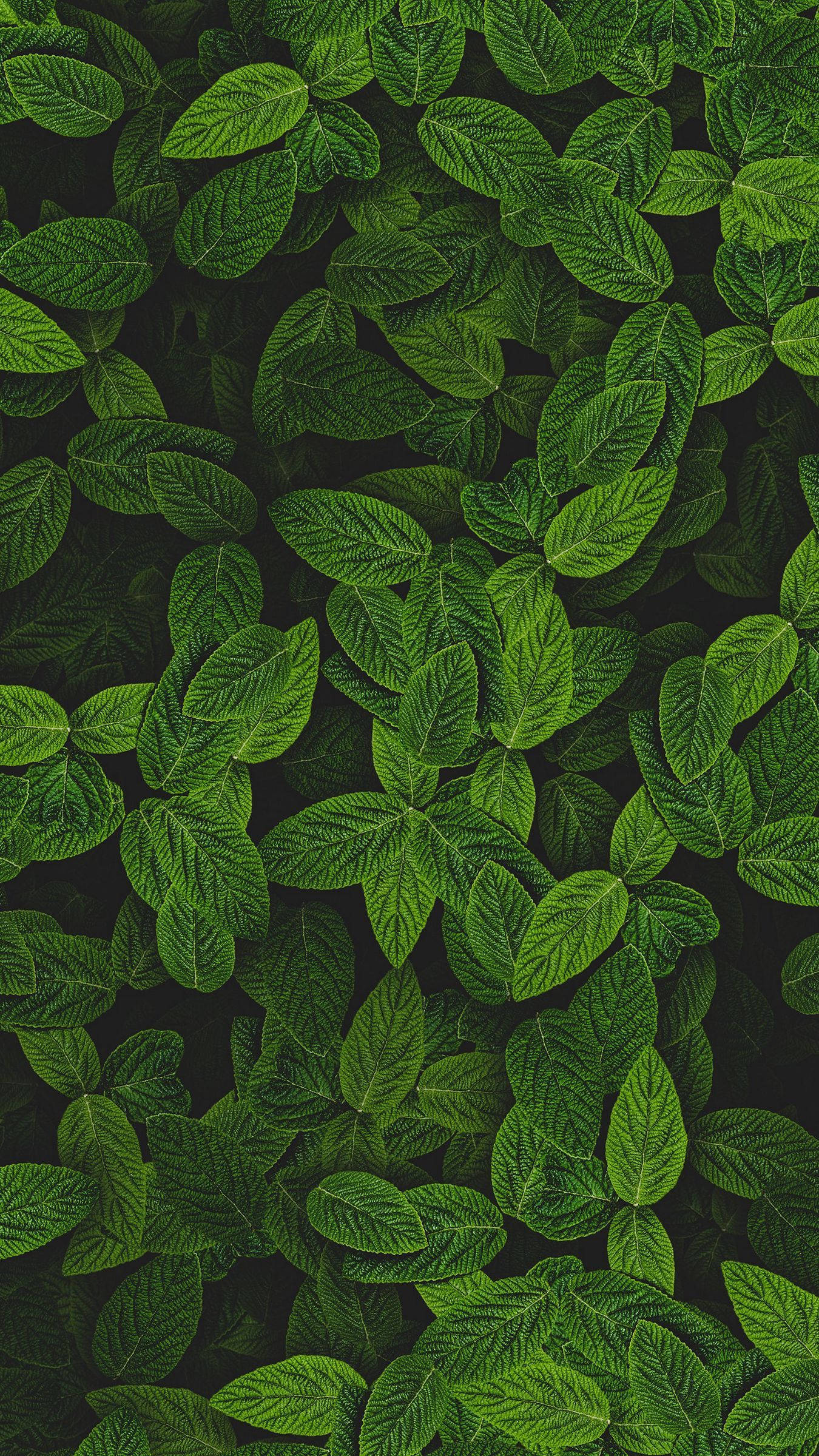 Mint 桌布 壁紙 — 密集的俯視圖，呈現鮮綠色葉片，葉脈錯綜複雜，背景為深色。