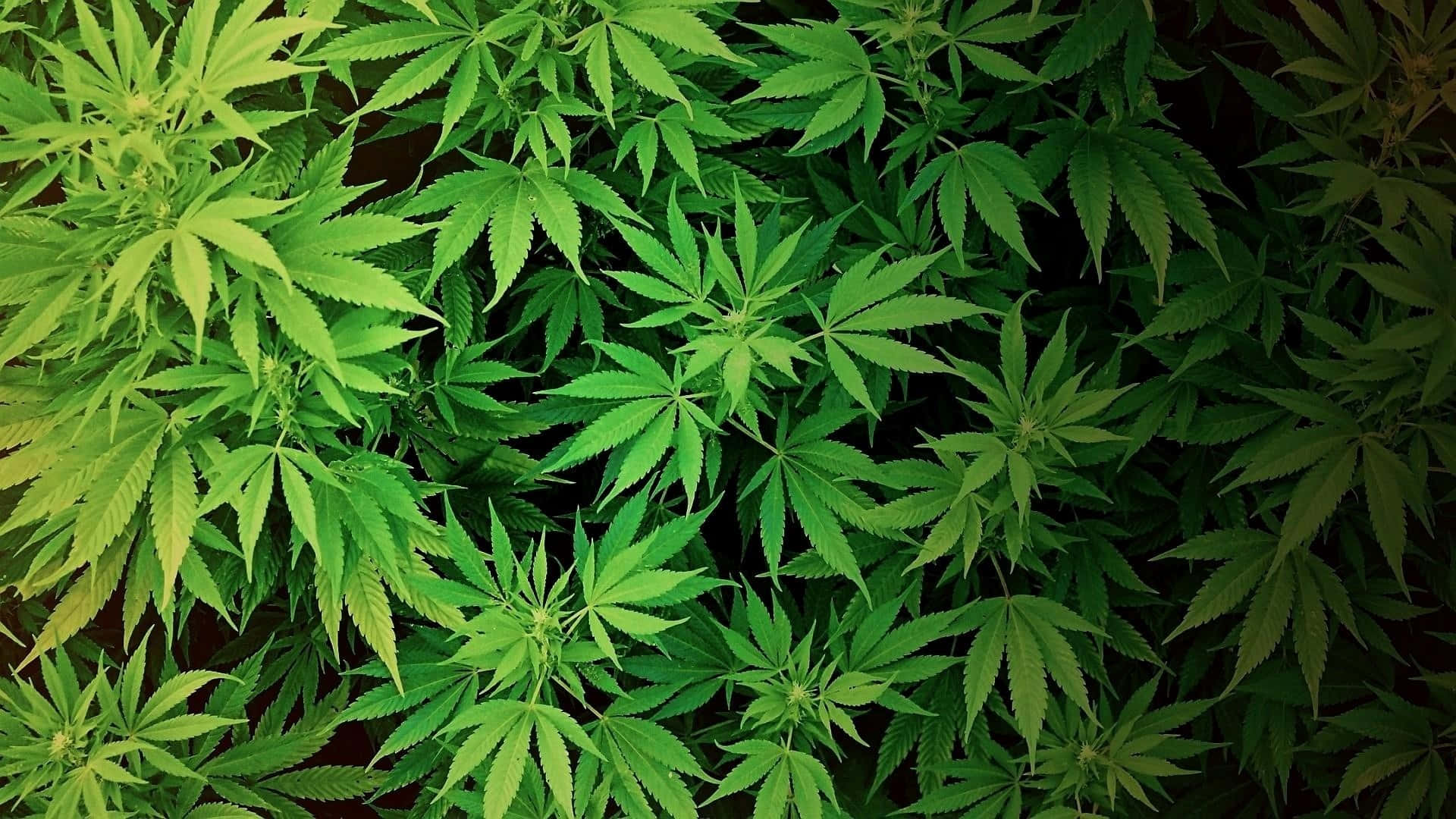 大麻 桌布 壁紙 — 密集的俯視圖，展示了充滿活力的綠色大麻葉，邊緣有鋸齒，陰影細微。