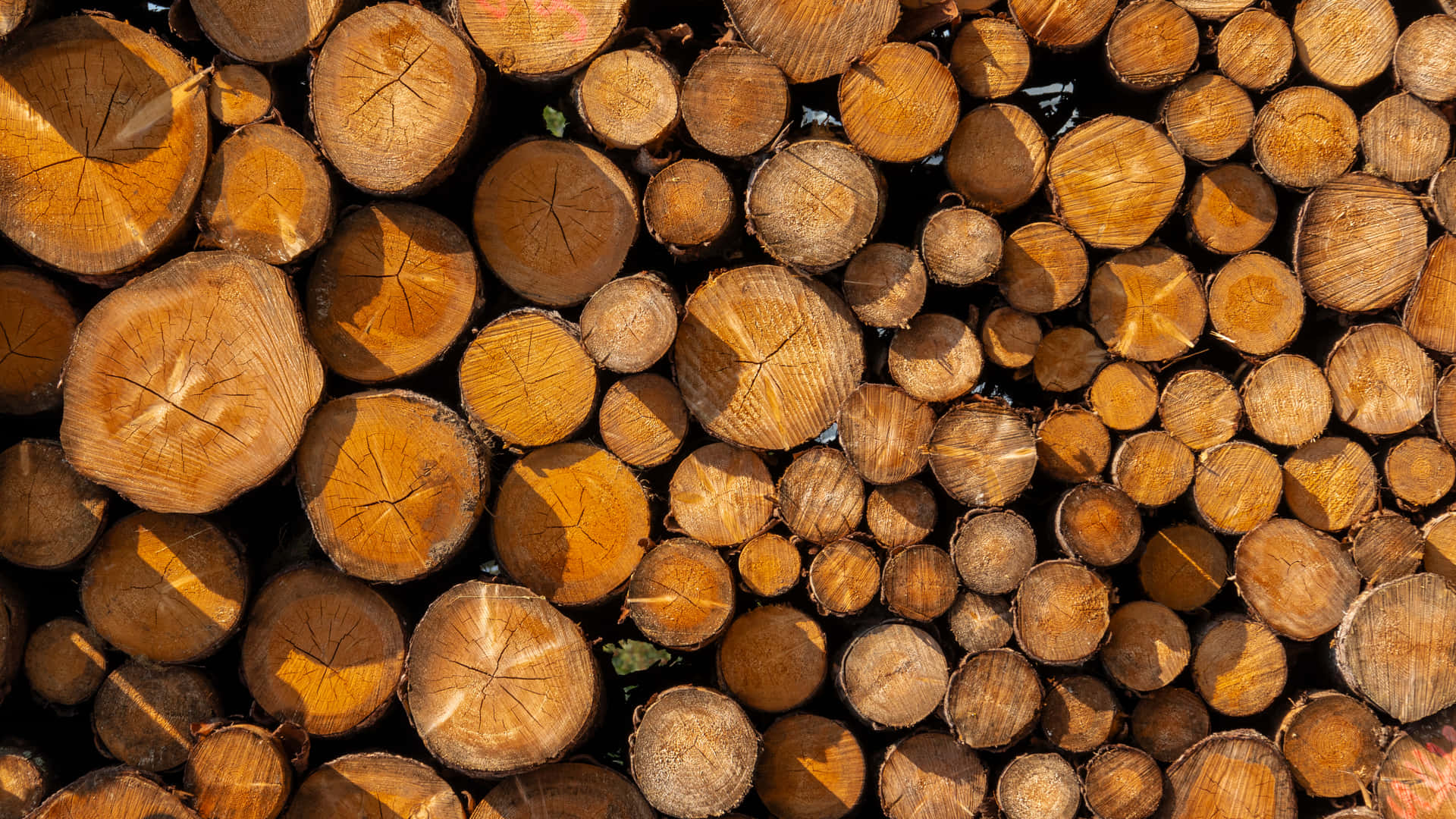 Wall of logs in Germany 壁紙 — 密集的俯視圖，展示陽光照射下堆疊的原木，呈現多樣的木紋圖案和溫暖的琥珀色調。