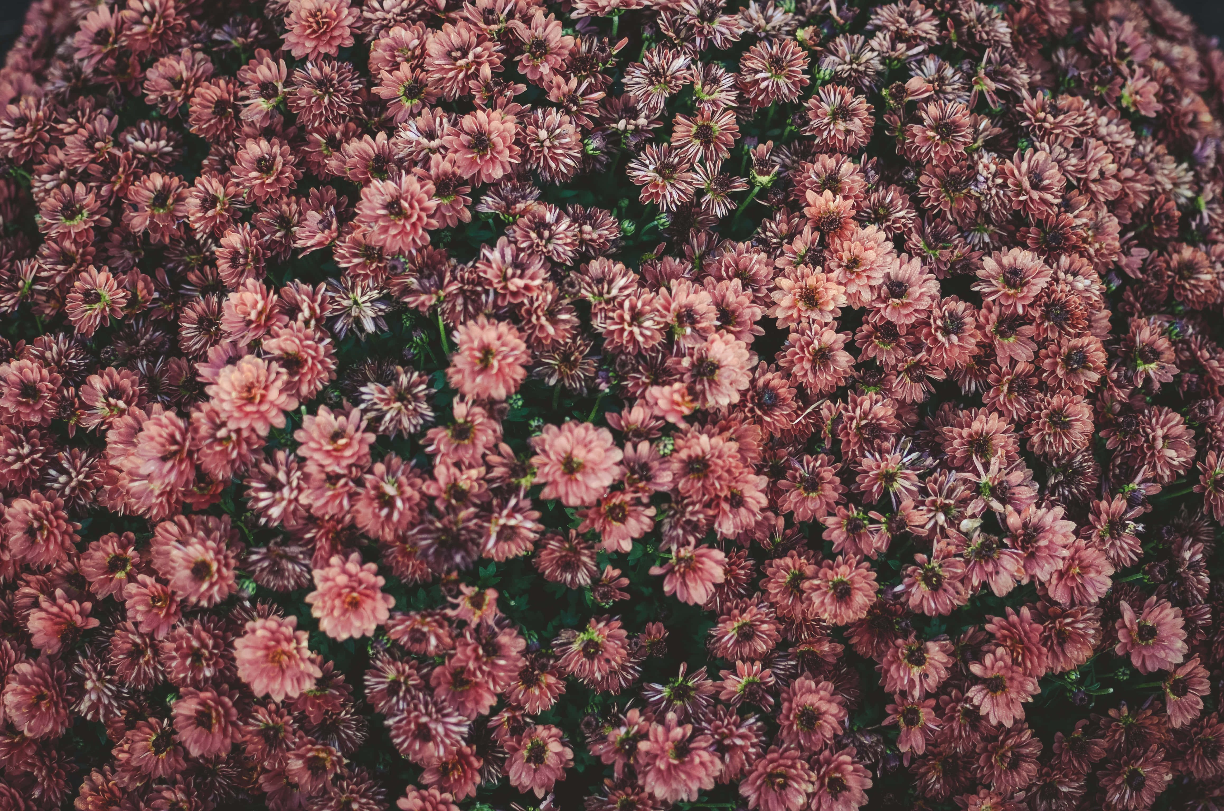 Flowers 桌布 壁紙 — 密集的俯視圖，柔軟的粉紅色菊花，深色花心和綠色莖，形成有紋理的花地毯。