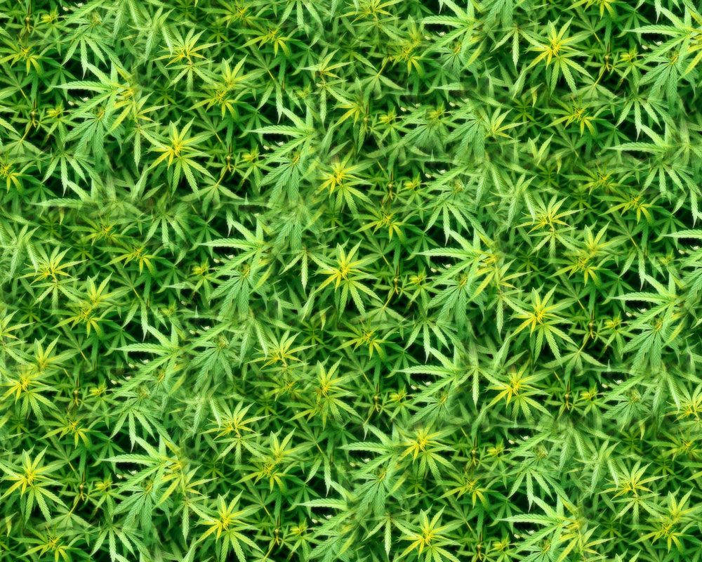 大麻 桌布 壁紙 — 密集的俯視圖，顯示鮮綠色的大麻葉，帶有黃色中心，背景為深色。