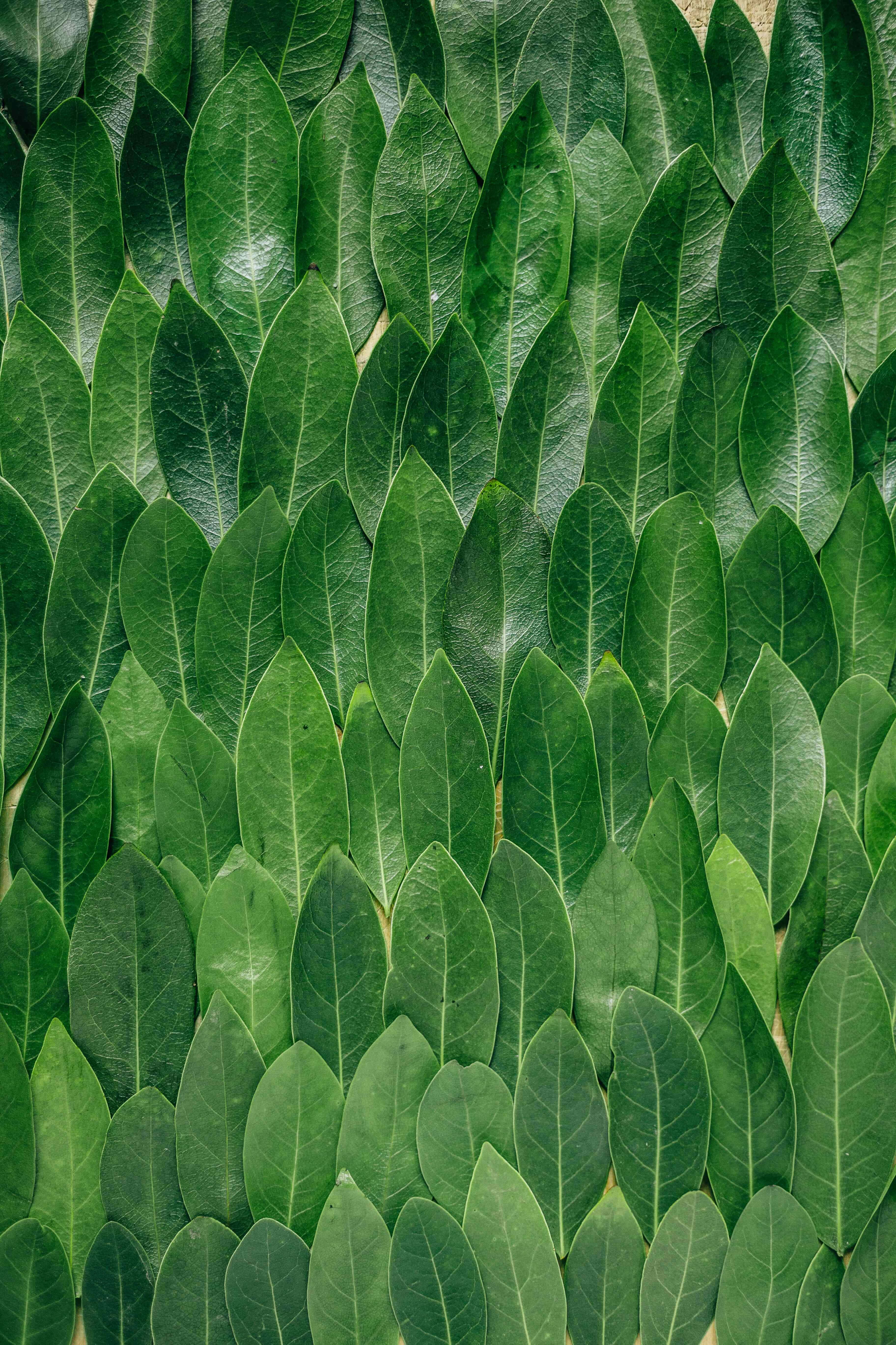 Leaves 桌布 壁紙 — 密集的光澤綠色葉片圖案，以重疊行排列，營造出豐富的自然質感。