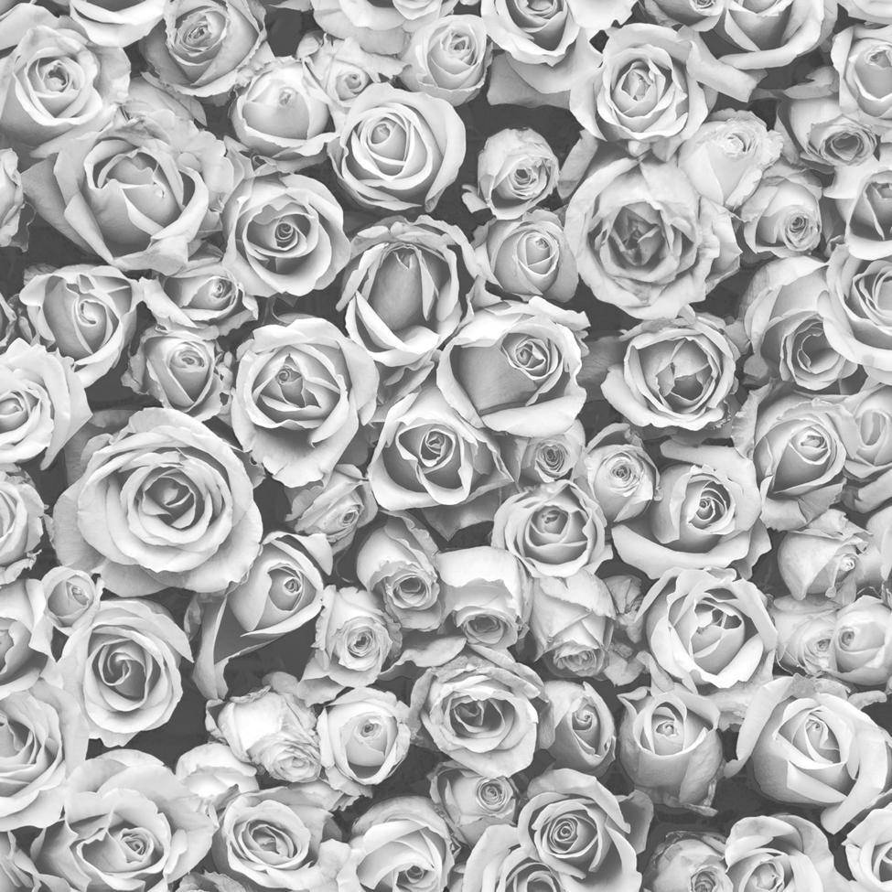 Rose Flower 桌布 壁紙 — 密集的單色玫瑰圖案，帶有柔和漸變和細緻花瓣紋理。