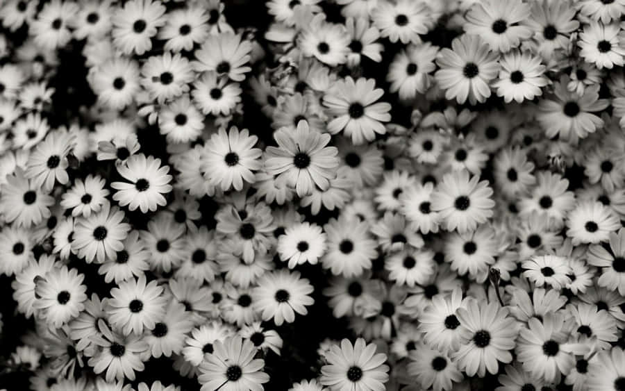 Aesthetic Tumblr Desktop 桌布 壁紙 — 密集的單色雛菊田，花瓣潔白，花心深色，形成高對比的花卉圖案。