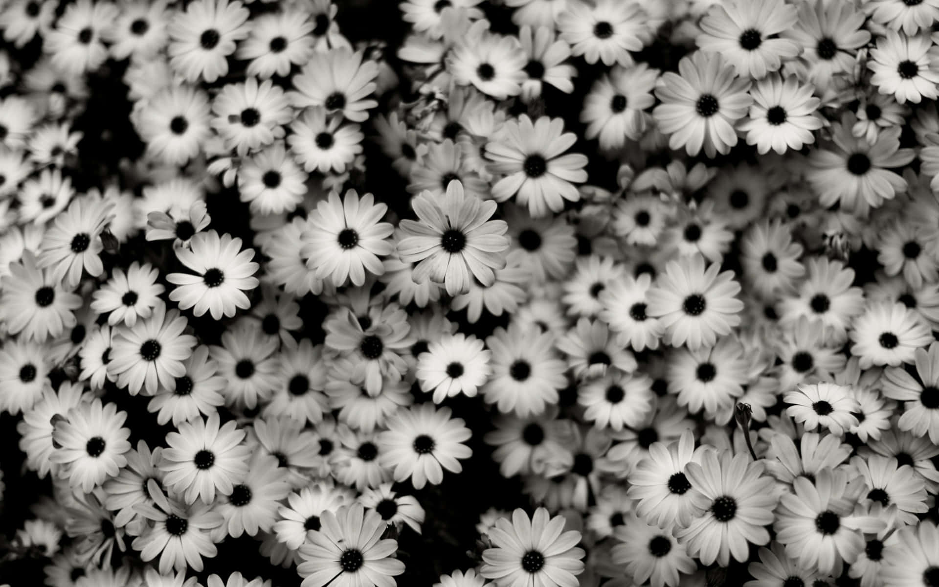 Tumblr Flowers Desktop 桌布 壁紙 — 密集的單色雛菊田，花瓣純白，花心深色，形成高對比的花卉圖案。