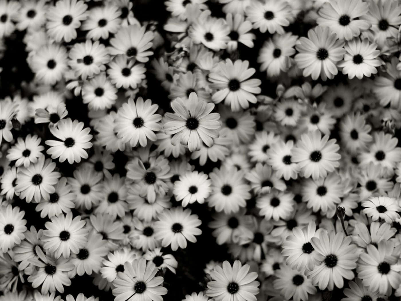Black And White Flower iPhone 桌布 壁紙 — 密集的單色雛菊花田，帶有鮮明的黑色花心和柔軟的白色花瓣，形成高對比的花卉圖案。