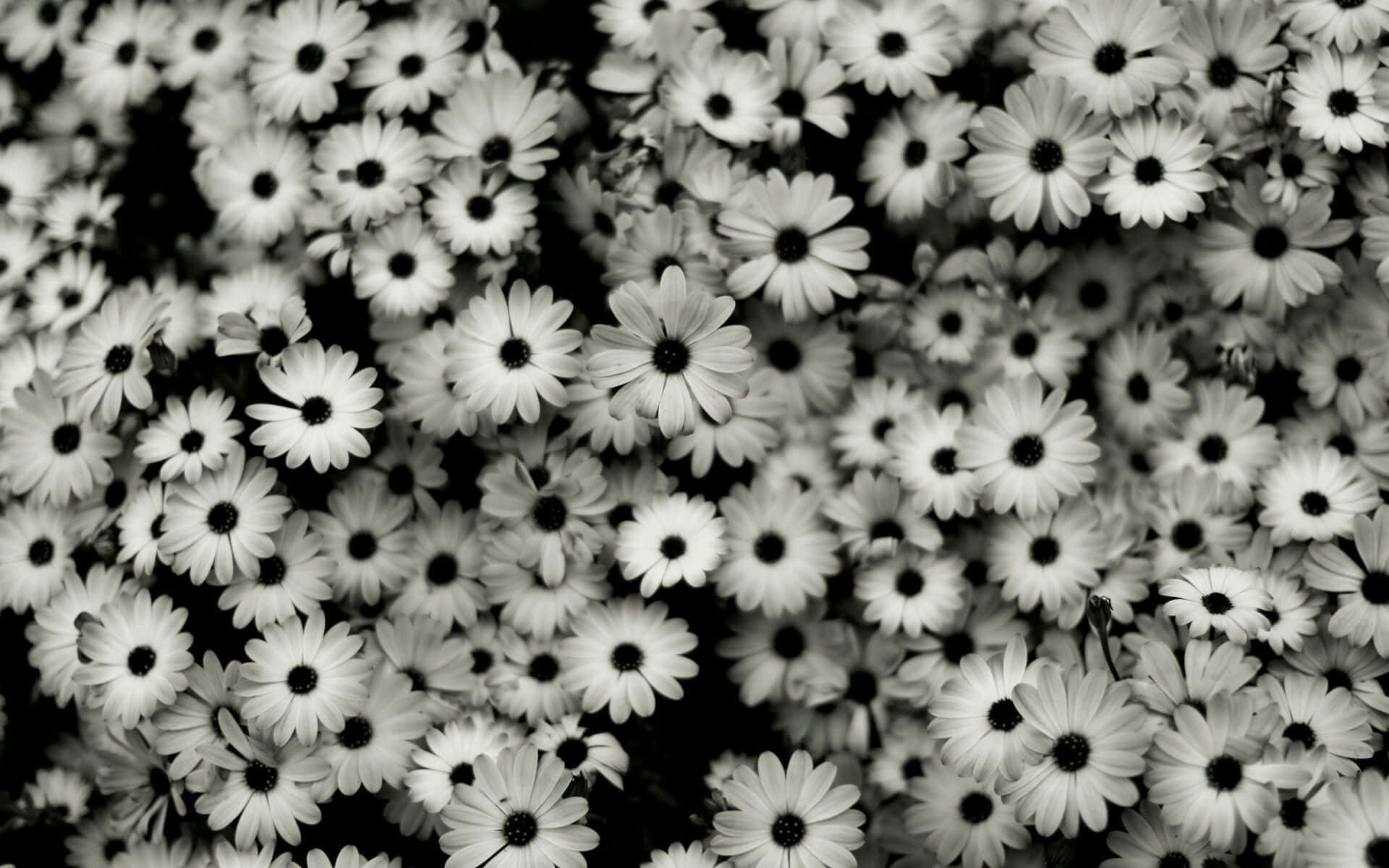 Black And White Aesthetic Pc 桌布 壁紙 — 密集的單色雛菊花田，花瓣純白，花心深色，形成高對比的花卉圖案。