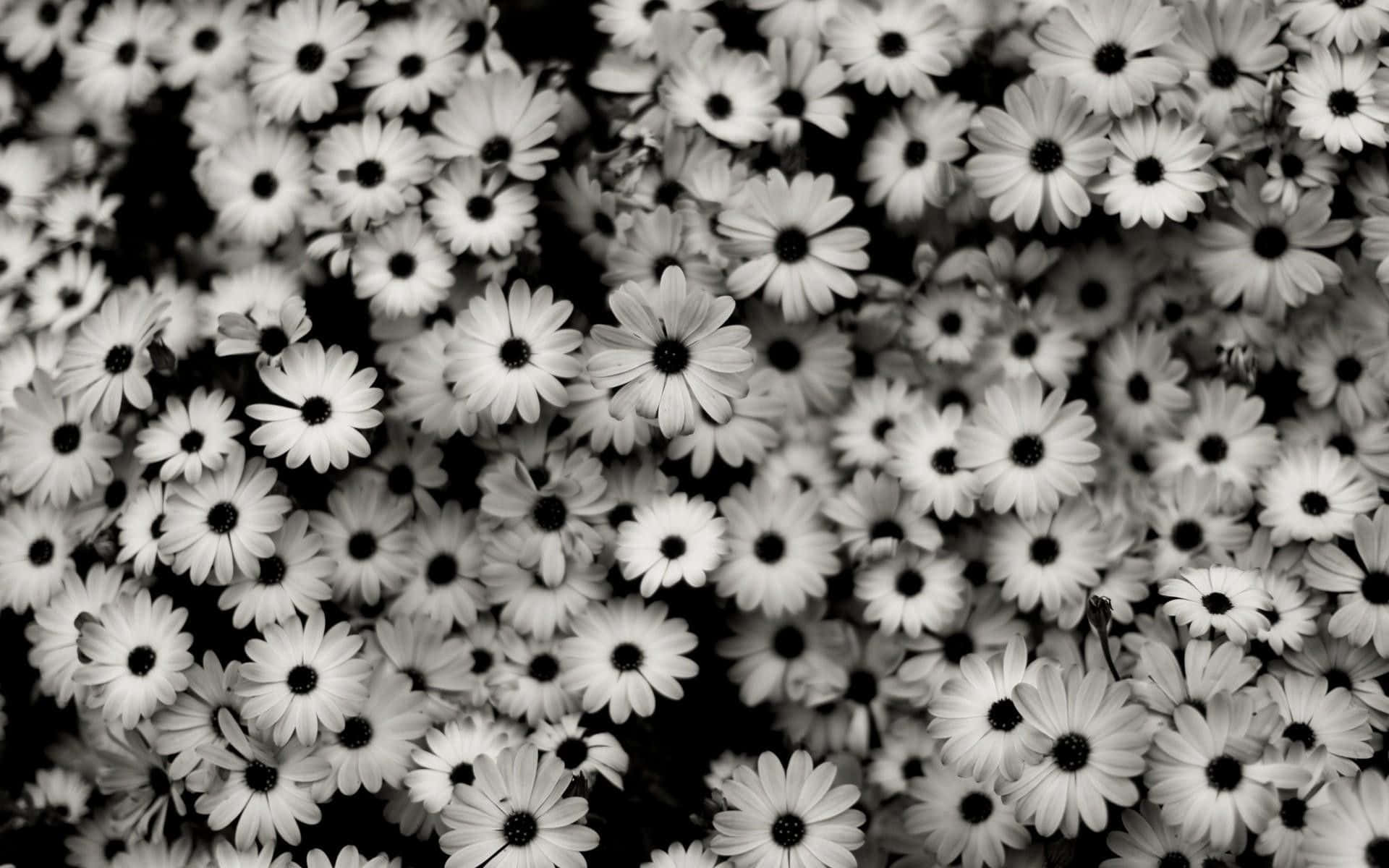 Aesthetic Tumblr Desktop 桌布 壁紙 — 密集的單色雛菊花田，花瓣純白，花心深色，形成高對比的花卉圖案。