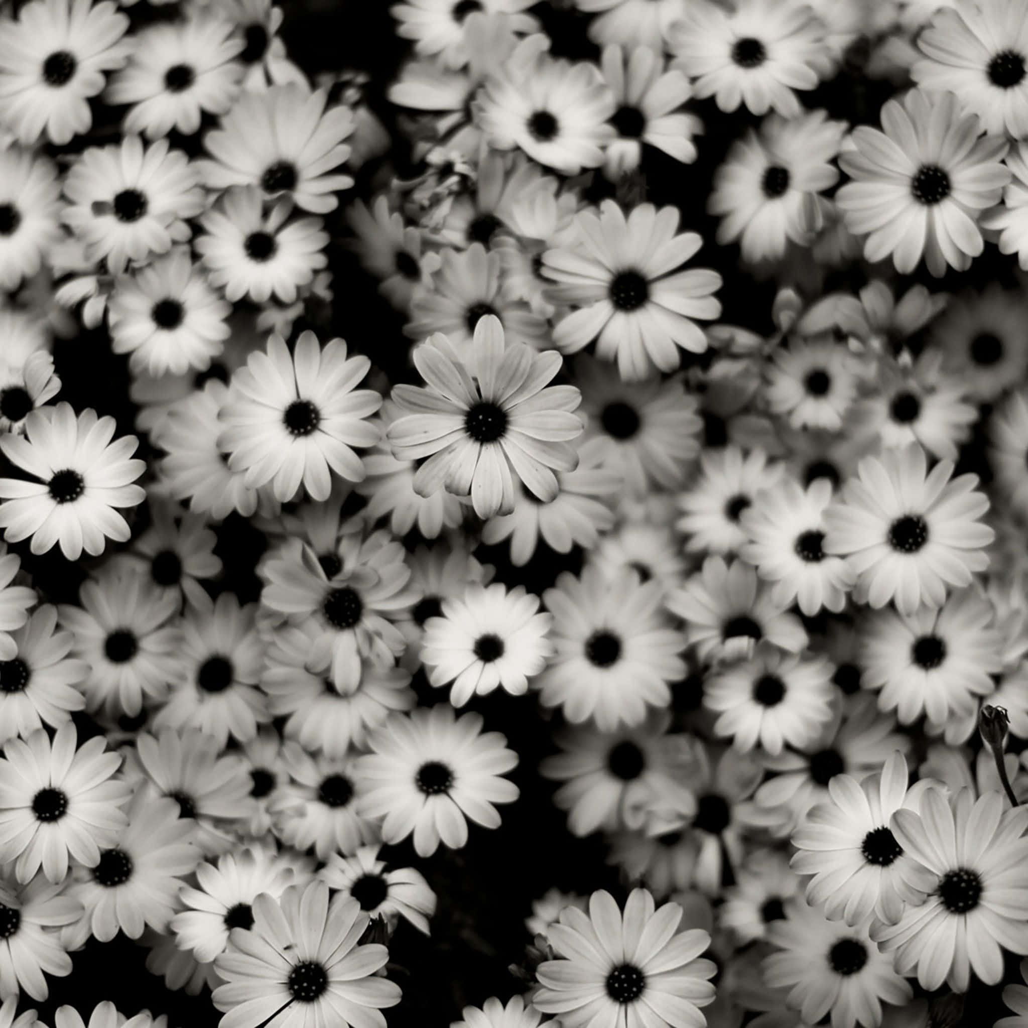 Aesthetic Black And White 桌布 壁紙 — 密集的單色雛菊花田，花瓣純白，花心深色，形成高對比的花卉圖案。