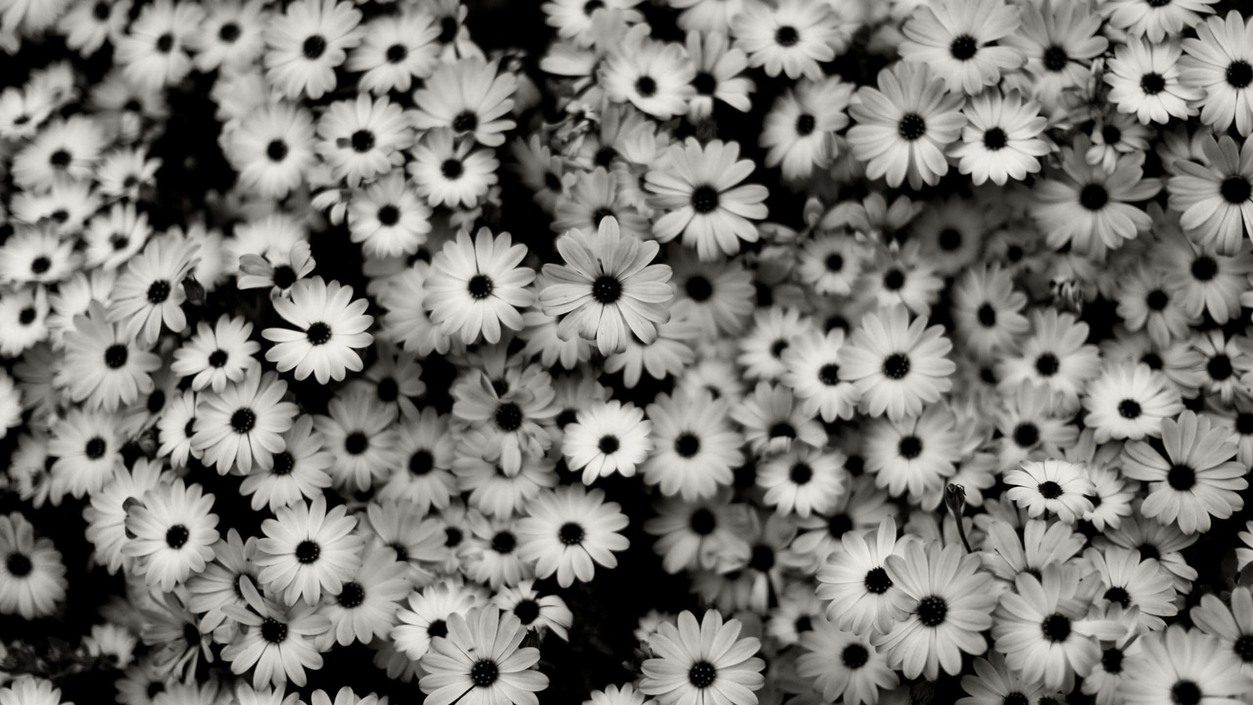 Daisies 桌布 壁紙 — 密集的單色雛菊花田，花瓣雪白，花心深色，形成高對比的花卉圖案。