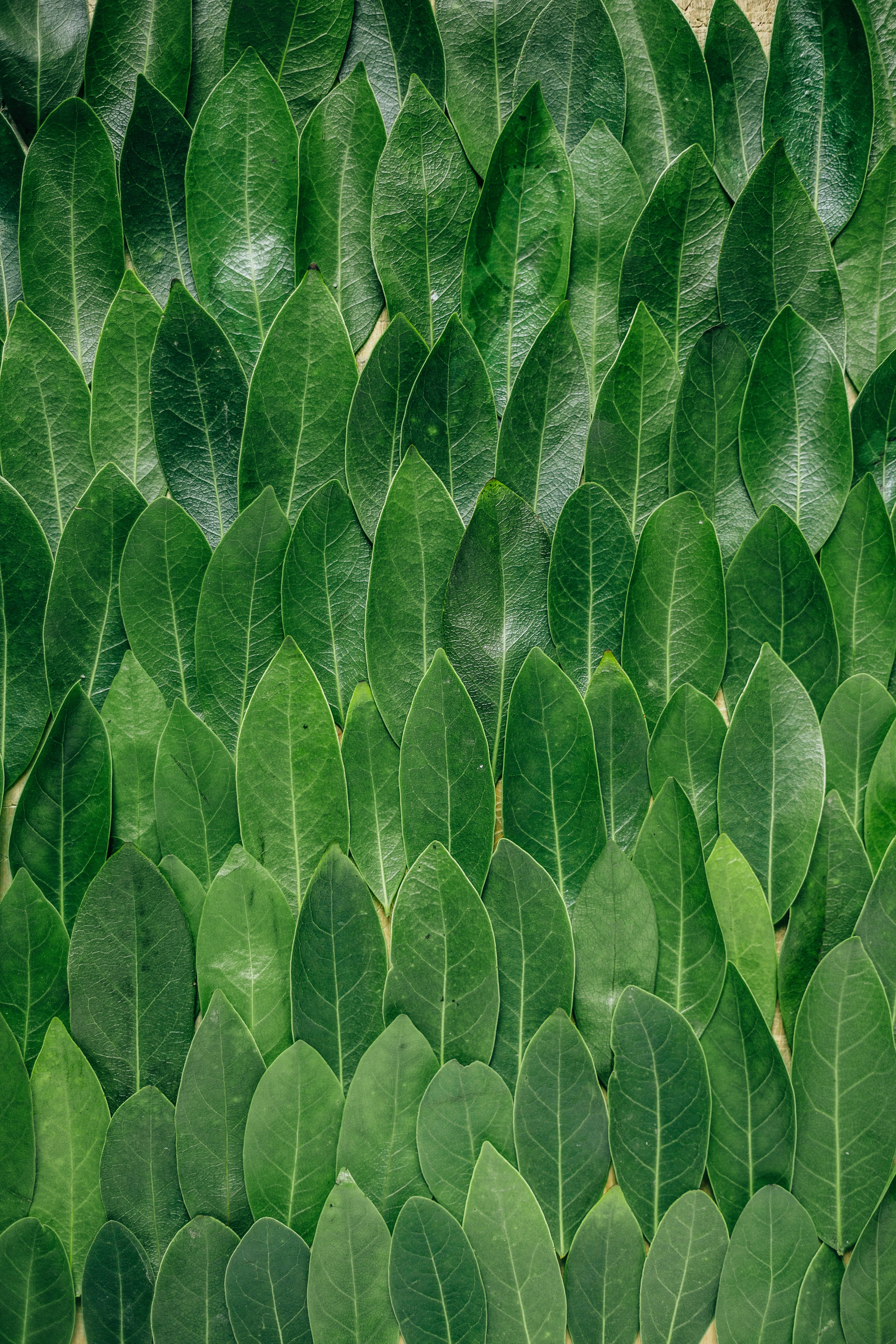 Leaves 桌布 壁紙 — 密集的圖案，由光澤綠色葉片重疊排列成行，營造出豐富的自然質感。