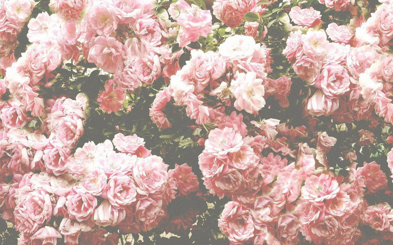 Rose Flower 桌布 壁紙 — 密集的柔粉色玫瑰瀑布，搭配茂盛的綠葉，沐浴在溫暖的金色光芒中。