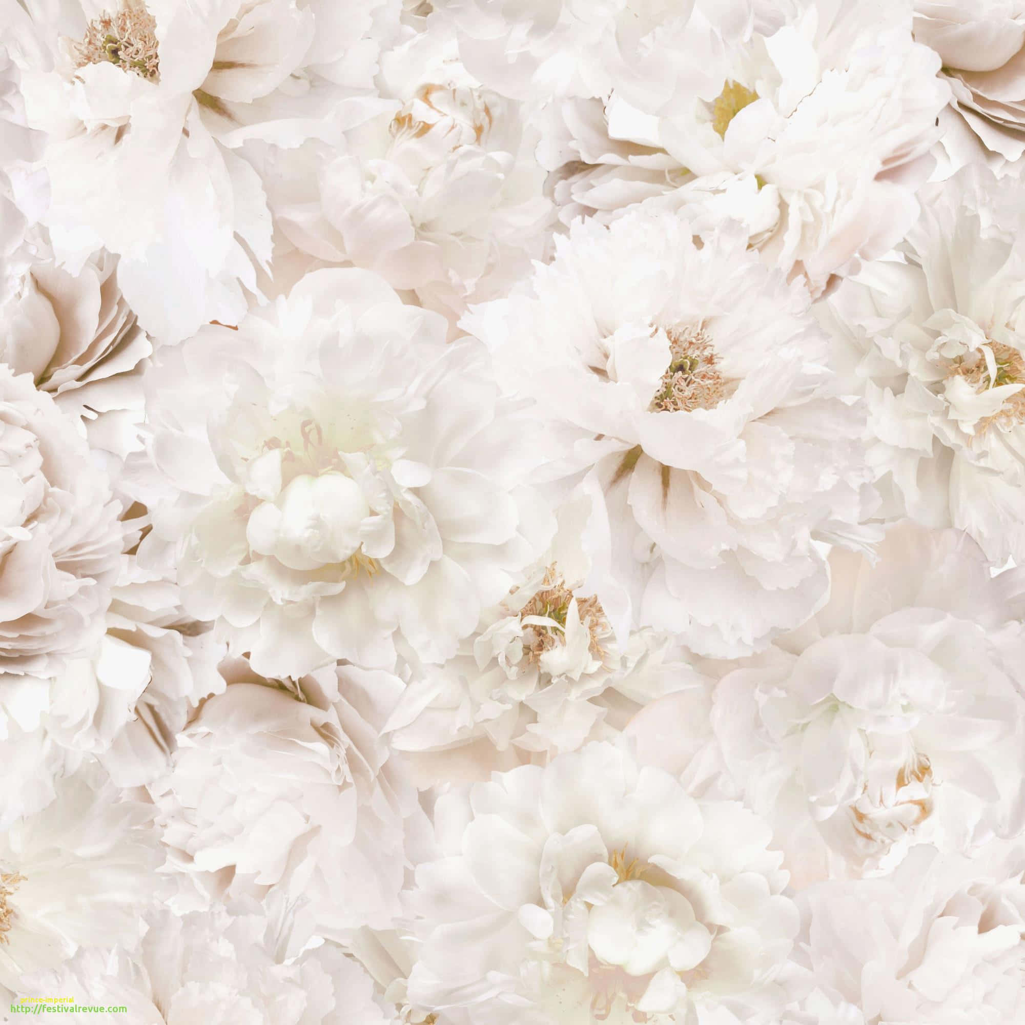 White Flowers 桌布 壁紙 — 密集的柔軟白色牡丹圖案，帶有精緻的層層花瓣和微妙的米色花心。