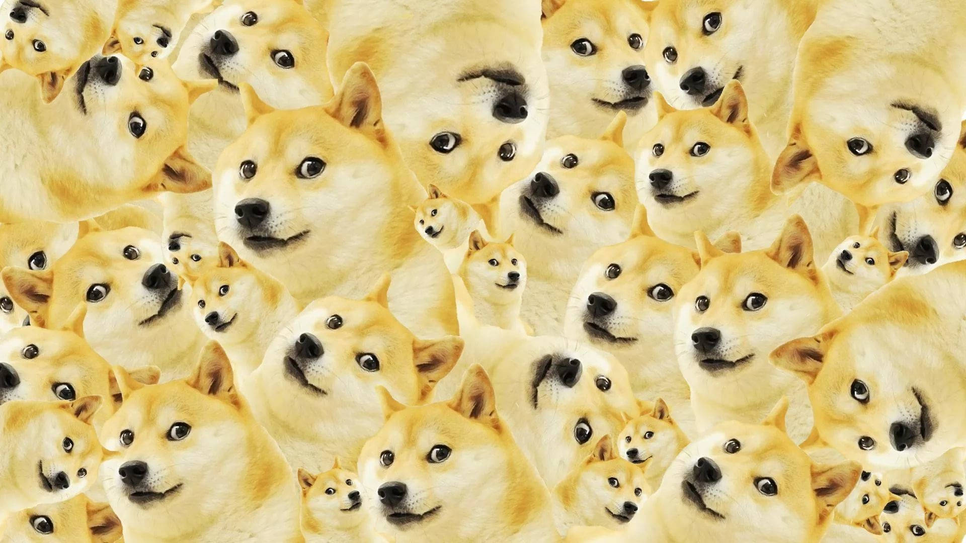 meme 桌布 壁紙 — 密集的柴犬狗臉拼貼，表情多樣，營造出混亂又幽默的桌布。