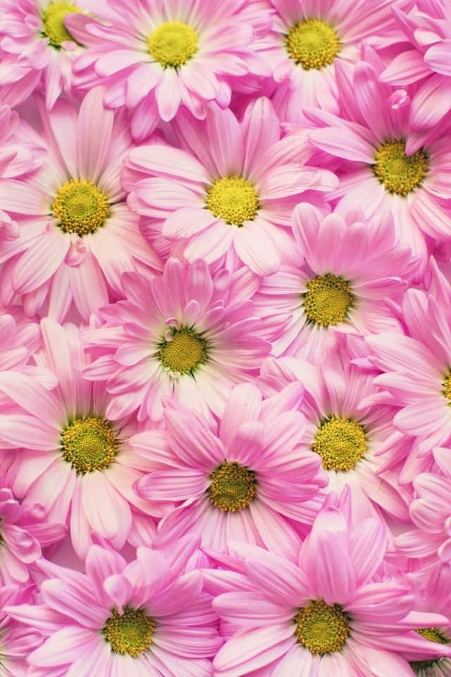 iPhone Flower 桌布 壁紙 — 密集的特寫，充滿活力的粉紅色雛菊，黃色花心，形成柔和的花卉圖案。