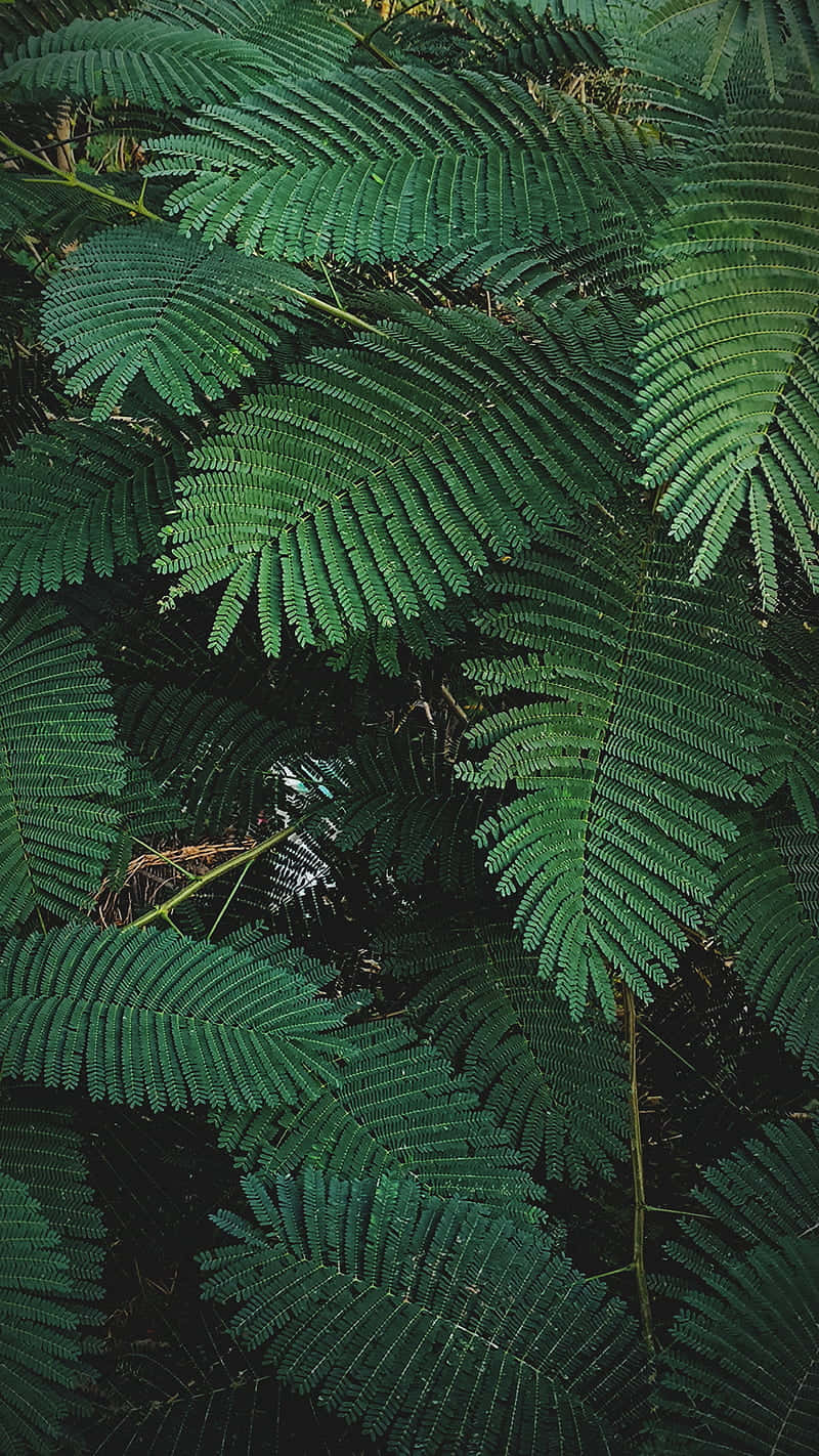 Green Leaves 桌布 壁紙 — 密集的特寫，展示充滿活力的綠色蕨類葉片，帶有複雜的葉脈圖案和深邃的陰影。