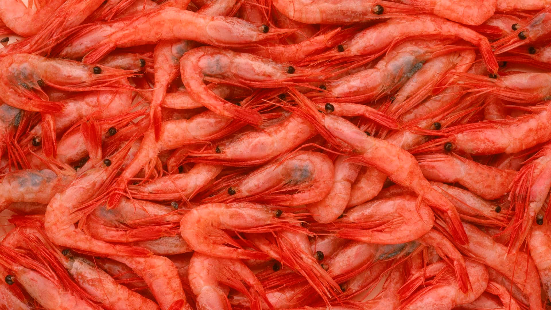shrimp 桌布 壁紙 — 密集的特寫，鮮紅色蝦，半透明殼，黑色眼睛，堆疊在一起。