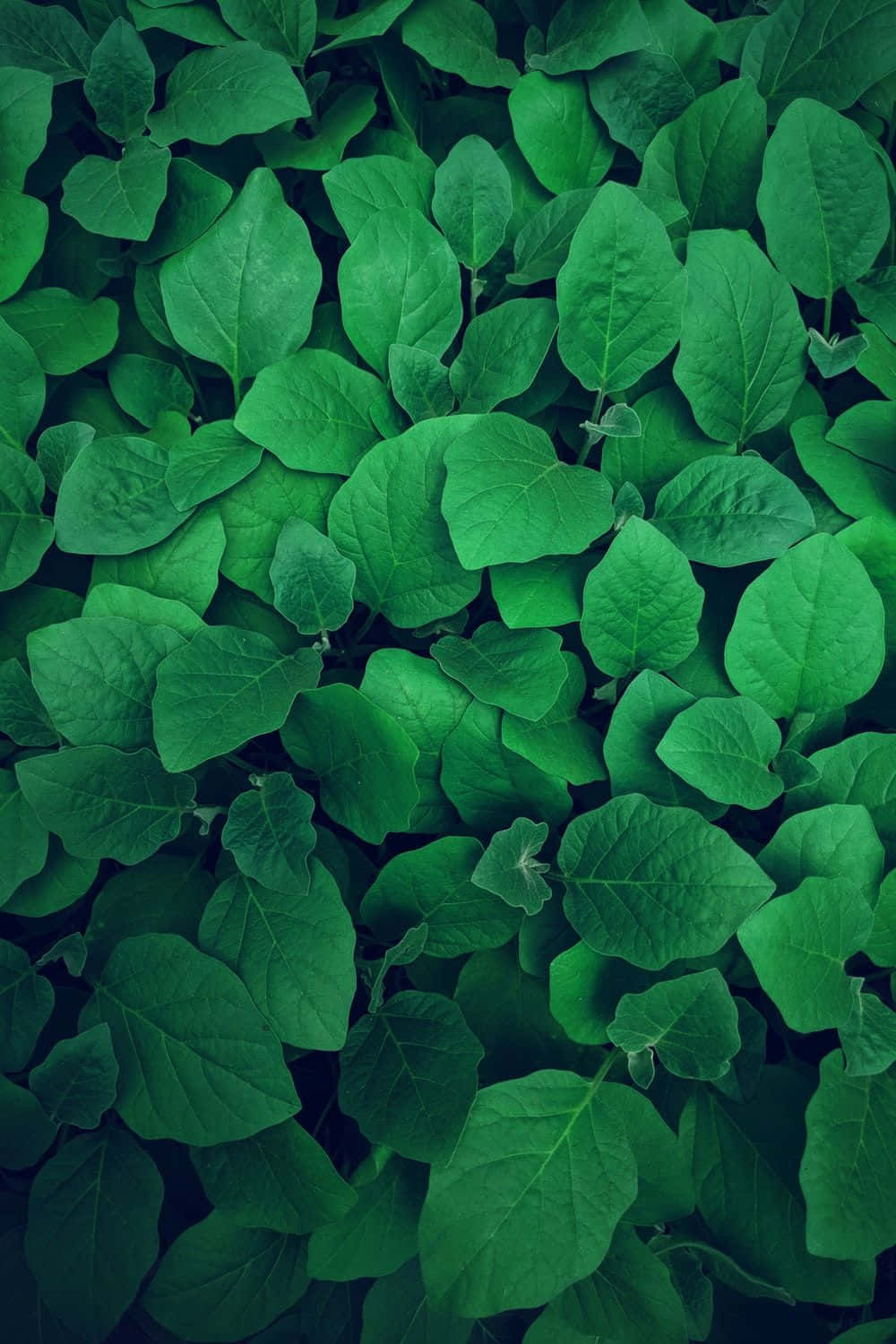 Leaves 桌布 壁紙 — 密集的特寫鏡頭，呈現充滿活力的綠色葉片，帶有豐富的紋理和微妙的陰影，營造出茂盛的自然圖案。