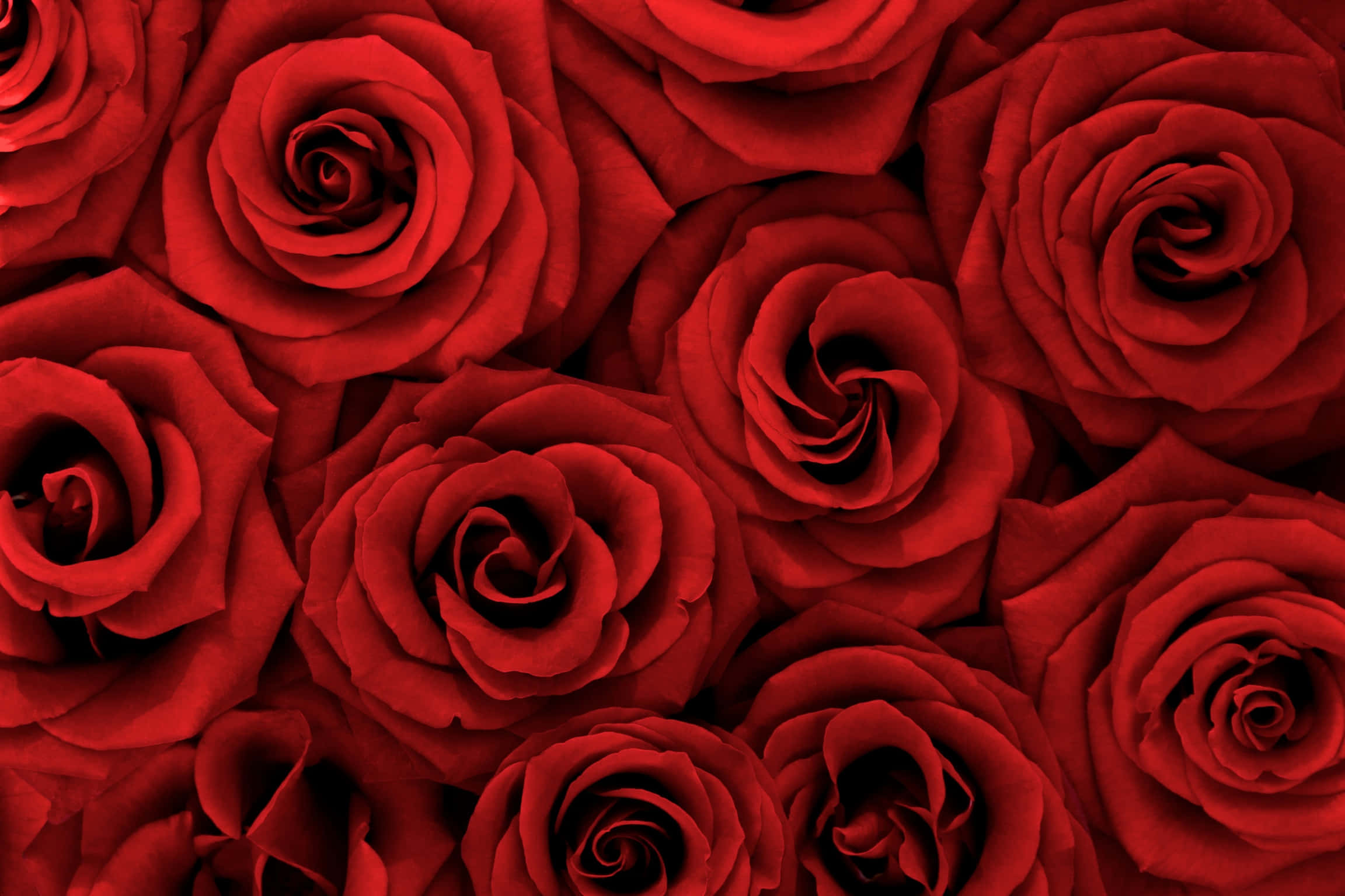 Roses 桌布 壁紙 — 密集的特寫鏡頭，展現天鵝絨般深紅玫瑰，帶有複雜的層層花瓣和戲劇性的陰影。