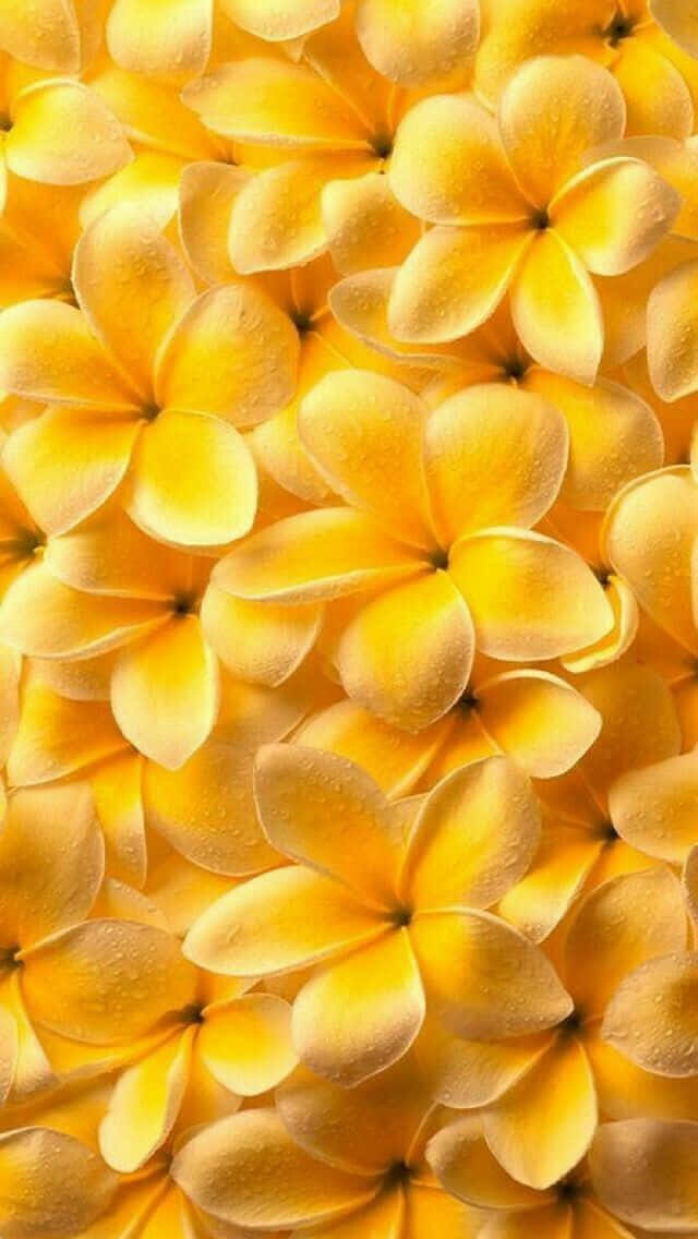 Flowers 桌布 壁紙 — 密集的特寫鏡頭，鮮黃色雞蛋花的花瓣上閃爍著露珠。