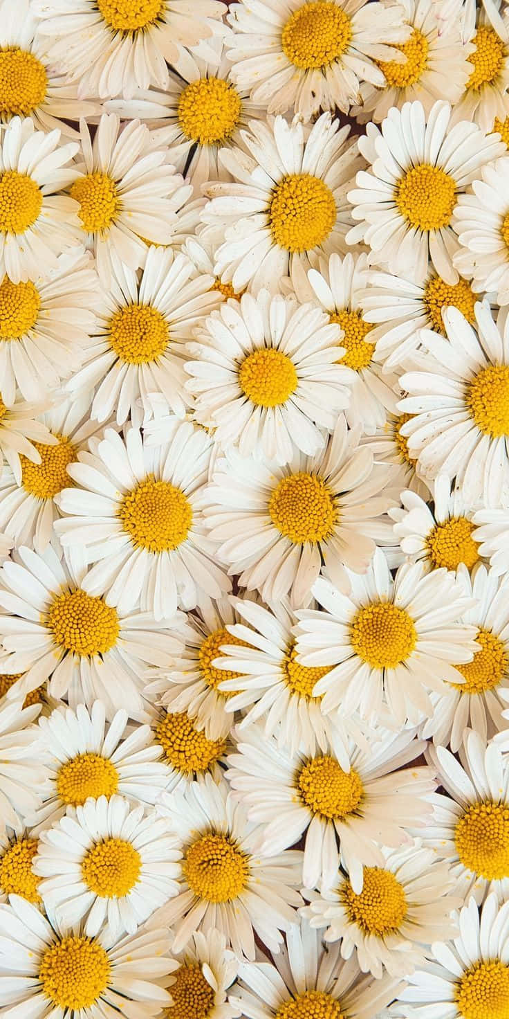 Sunflower Aesthetic iPhone 桌布 壁紙 — 密集的白色雛菊特寫，帶有鮮黃色花心，在柔和自然光下填滿畫面。