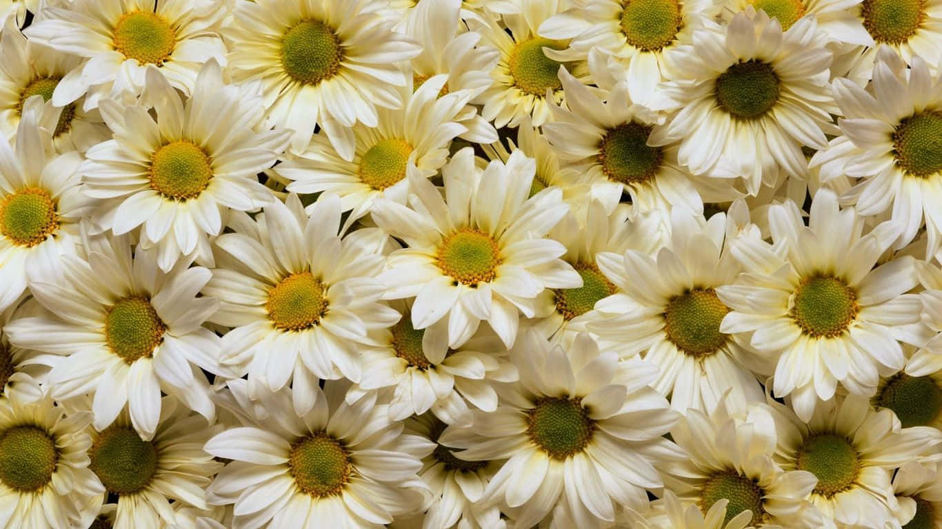 1366x768 Daisies 桌布 壁紙 — 密集的白色雛菊特寫，帶有黃綠色花心，在柔和自然光下填滿畫面。