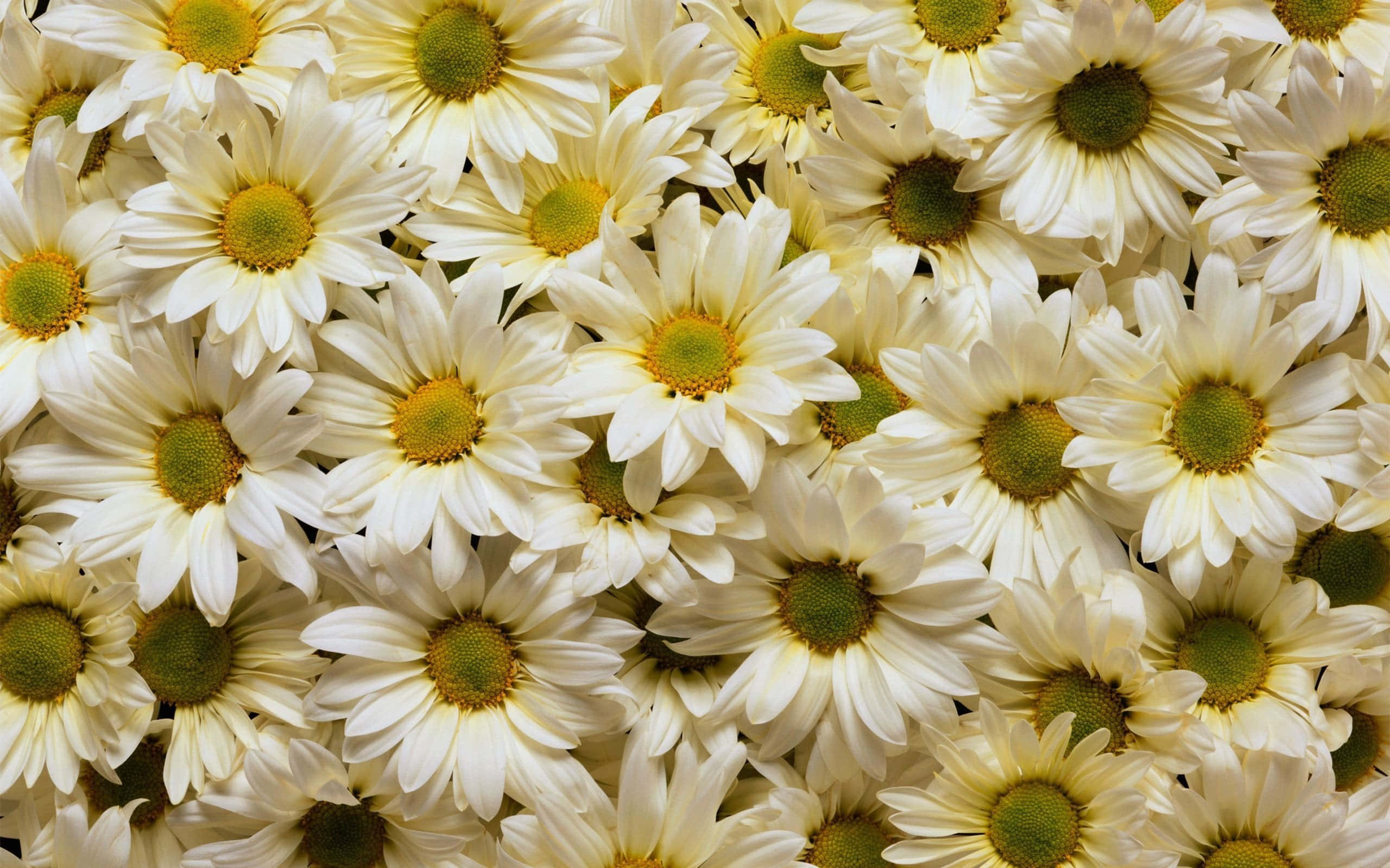 Flowers 桌布 壁紙 — 密集的白色雛菊特寫，黃色花心在柔和自然光下填滿畫面。