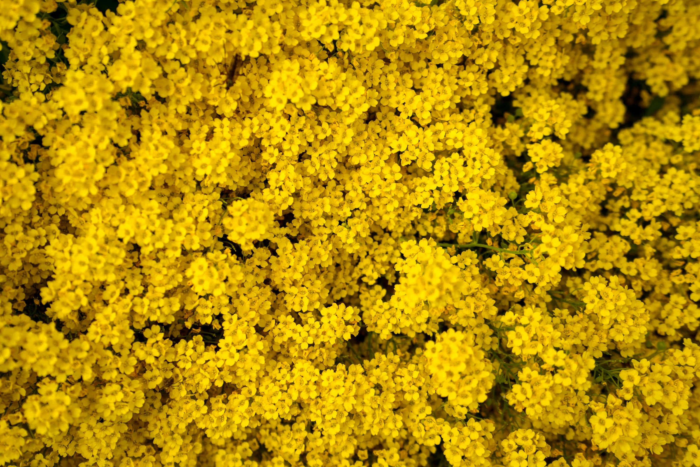 Yellow Flower 桌布 壁紙 — 密集的細小鮮黃色花朵在深綠色莖上形成充滿活力的紋理地毯。
