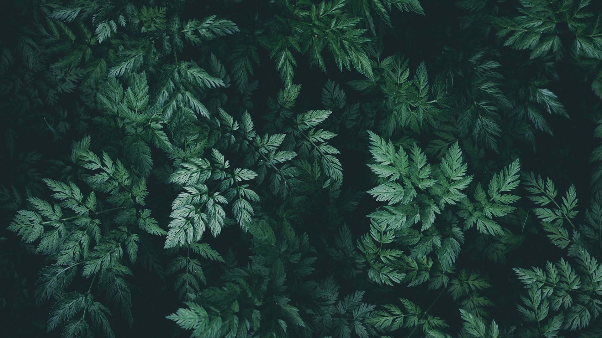 深綠色系動畫 桌布 壁紙 — 密集的蕨類植物俯視圖，深綠色葉片襯托在深色背景上。