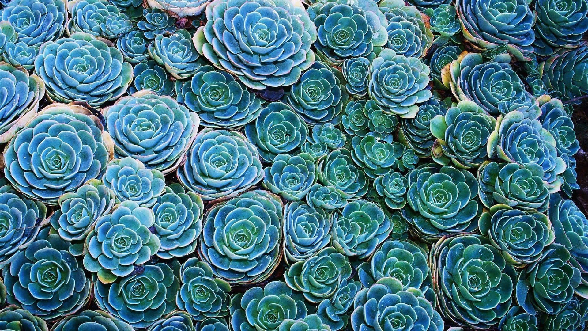 Plant 桌布 壁紙 — 密集的藍綠色多肉植物，呈蓮座狀，形成有紋理、分層的植物圖案。