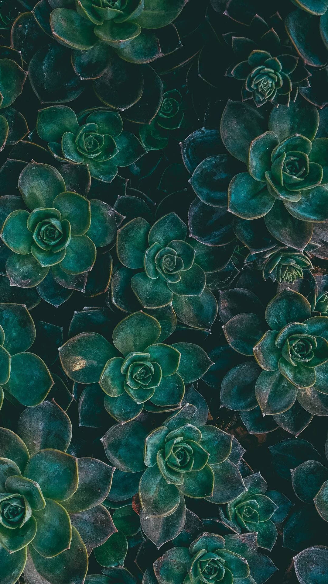 Plant Aesthetic 桌布 壁紙 — 密集的藍綠色多肉植物蓮座圖案，帶有深色陰影和微妙的金色邊緣。