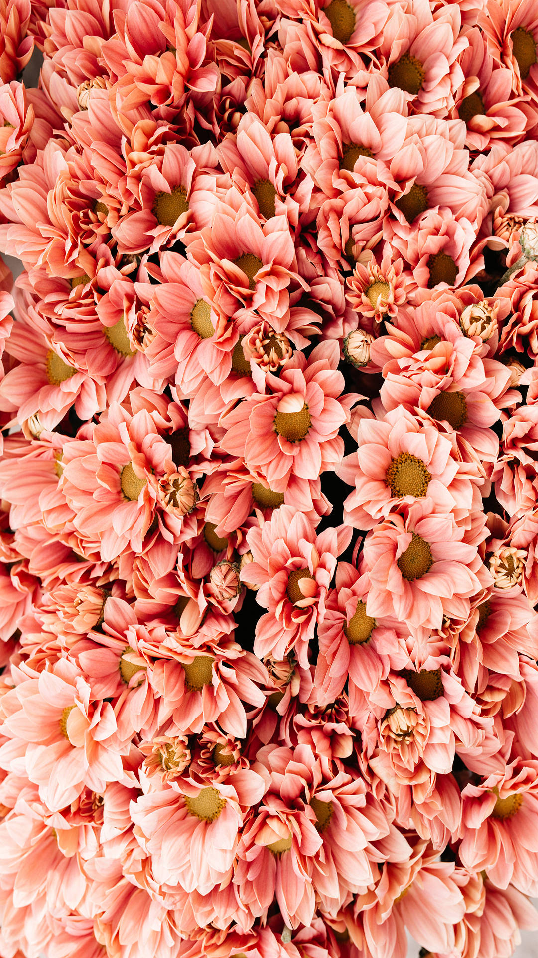Chrysanthemum 桌布 壁紙 — 密集的軟珊瑚粉紅雛菊特寫，綠色花心形成茂盛花卉圖案。