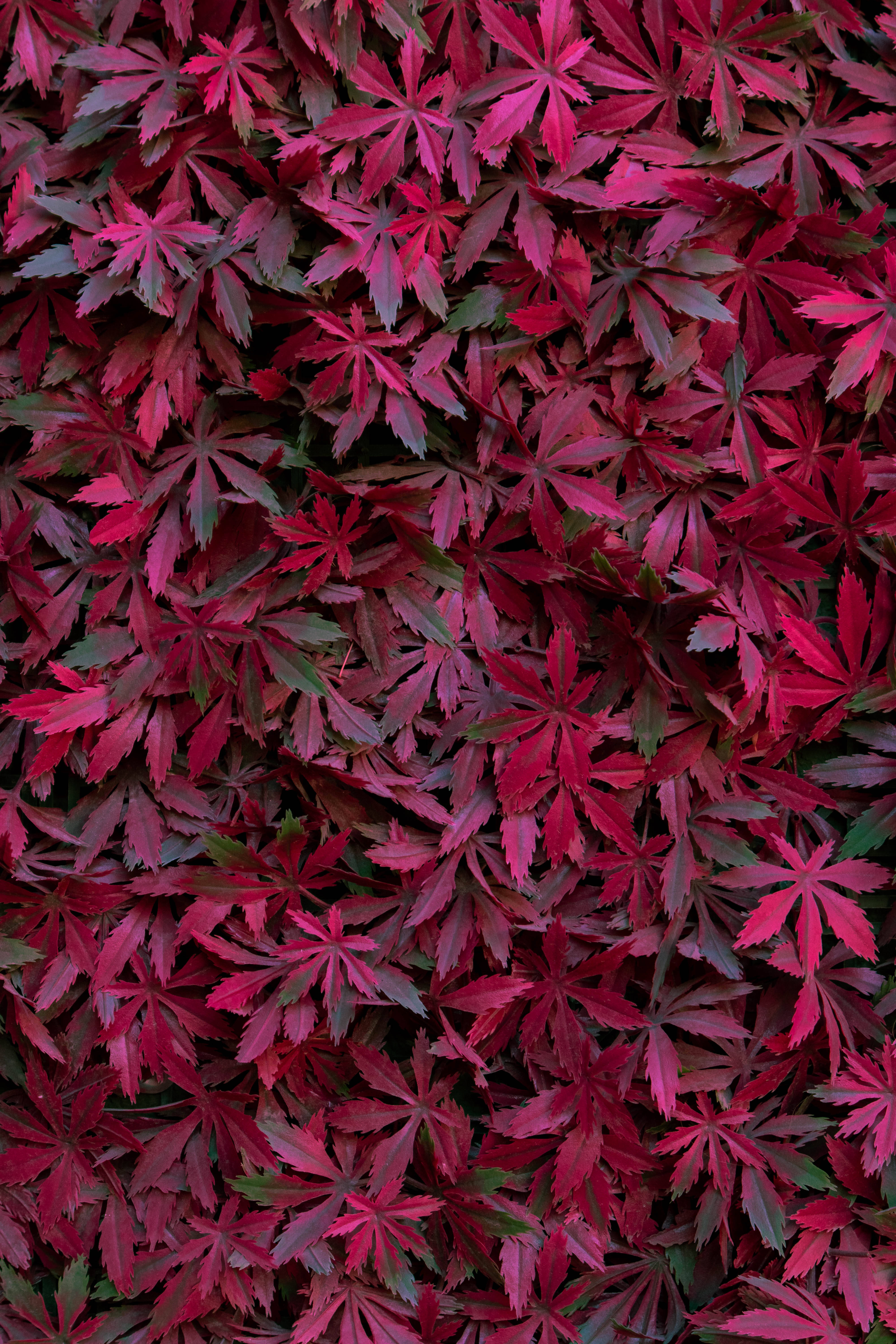 Tumblr 桌布 壁紙 — 密集的近距離拍攝鮮豔的深紅色和酒紅色星形葉片，帶有微妙的綠色底色，形成豐富的紋理葉片圖案。